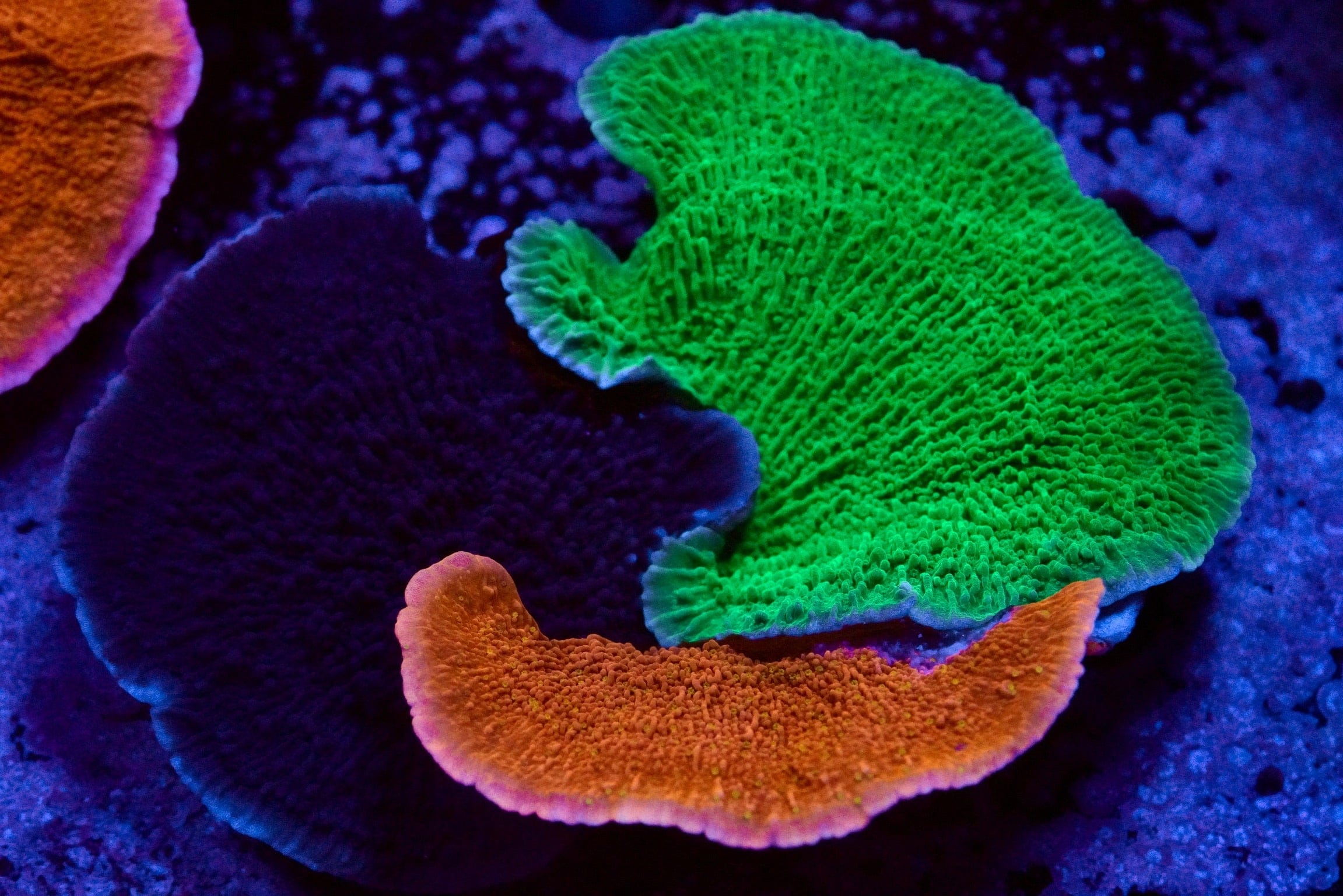 Montipora capricornis