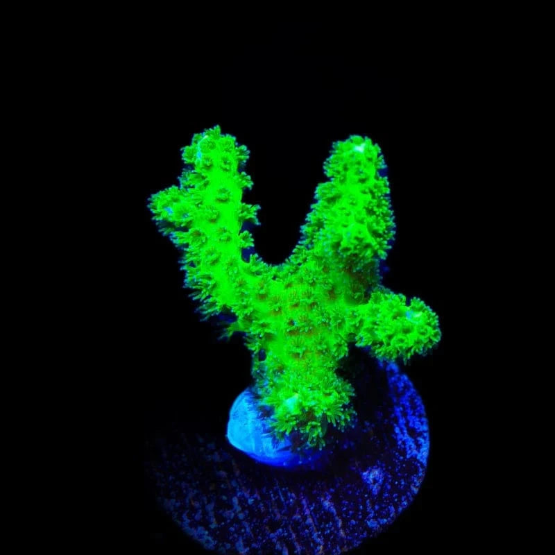 Pocillopora