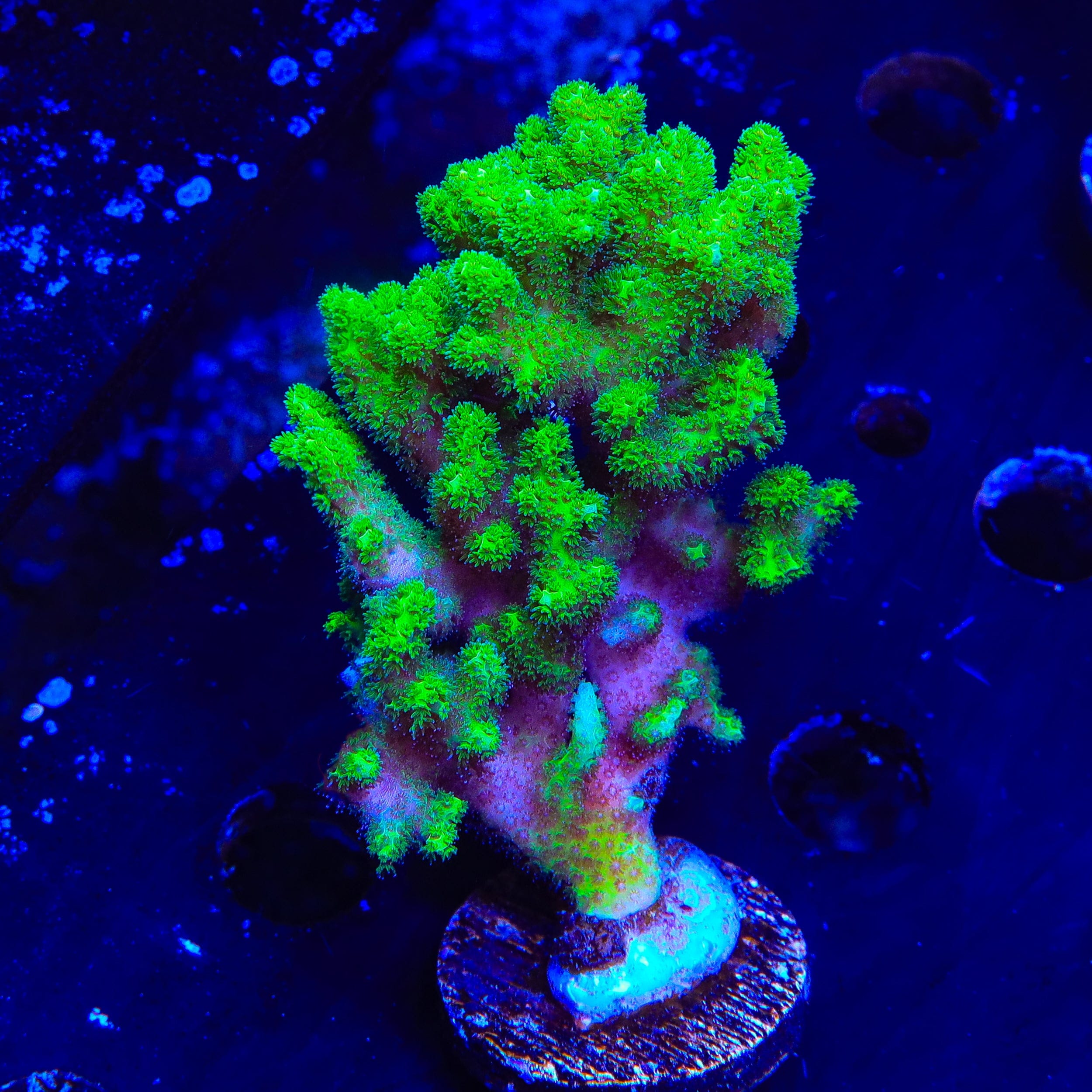 Pocillopora