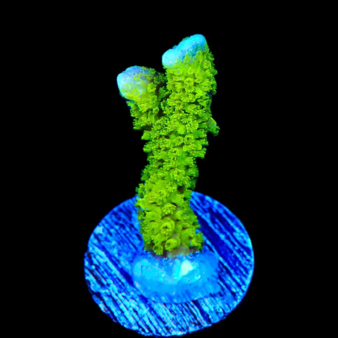 Montipora digitata