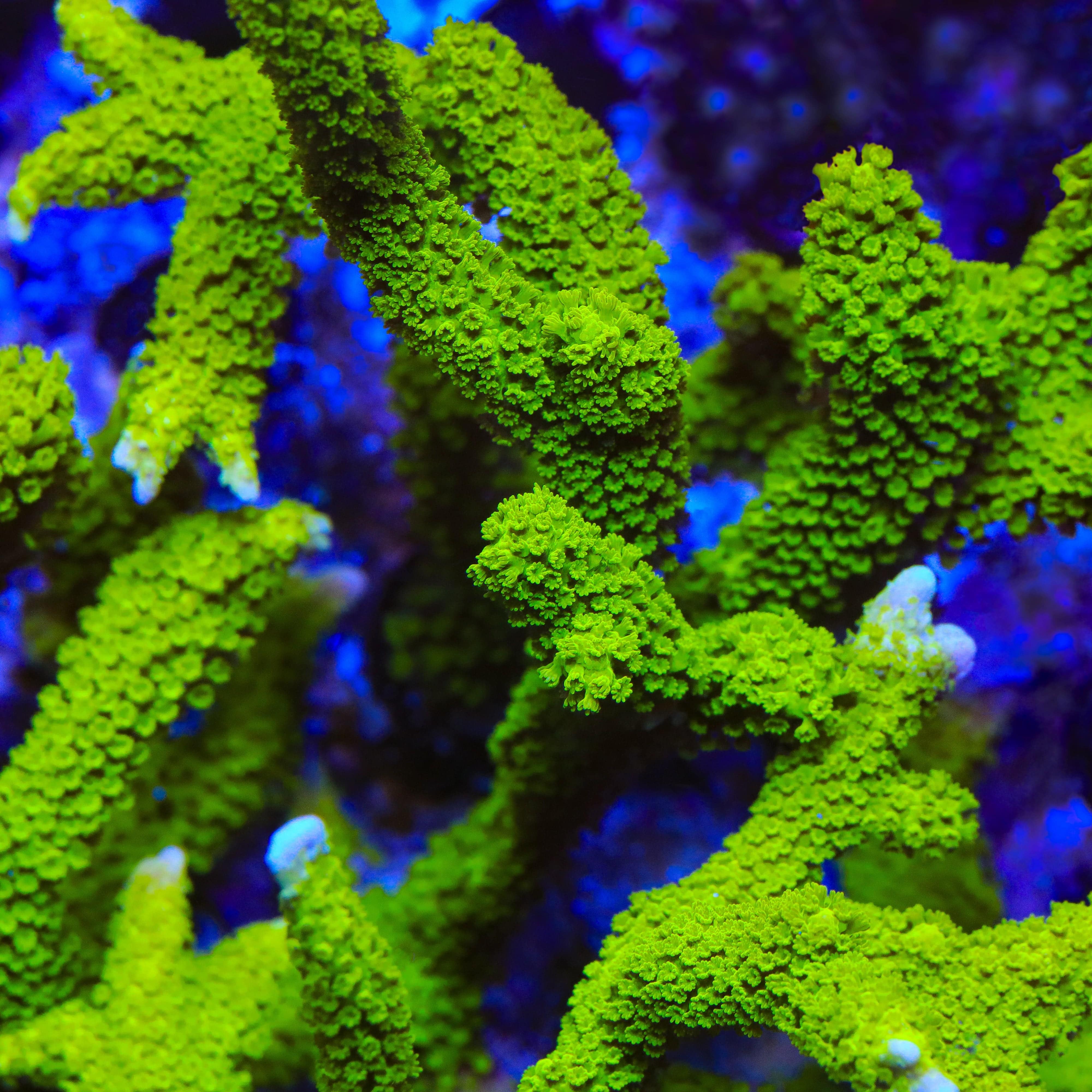 Montipora digitata