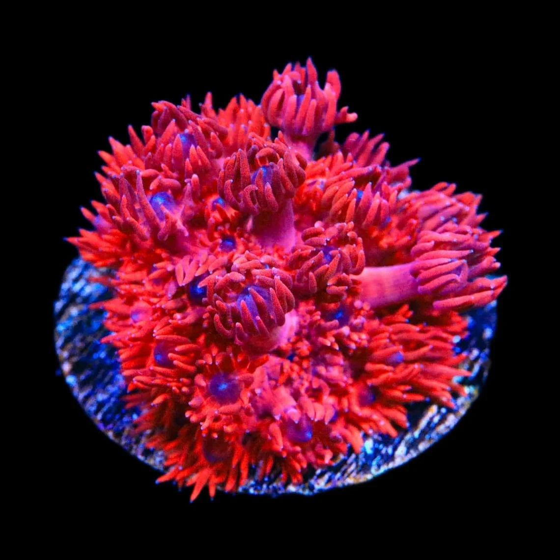 Goniopora
