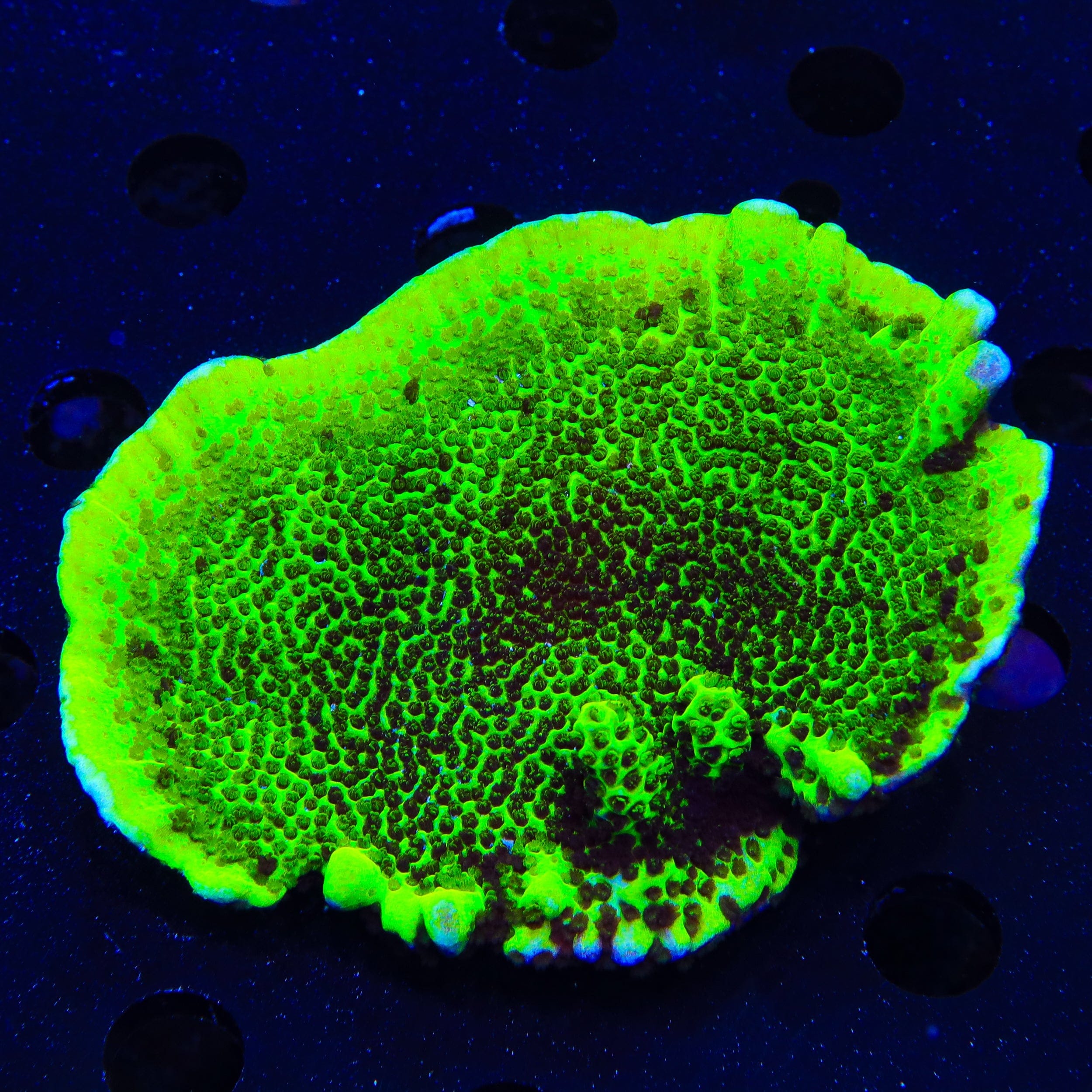 Montipora