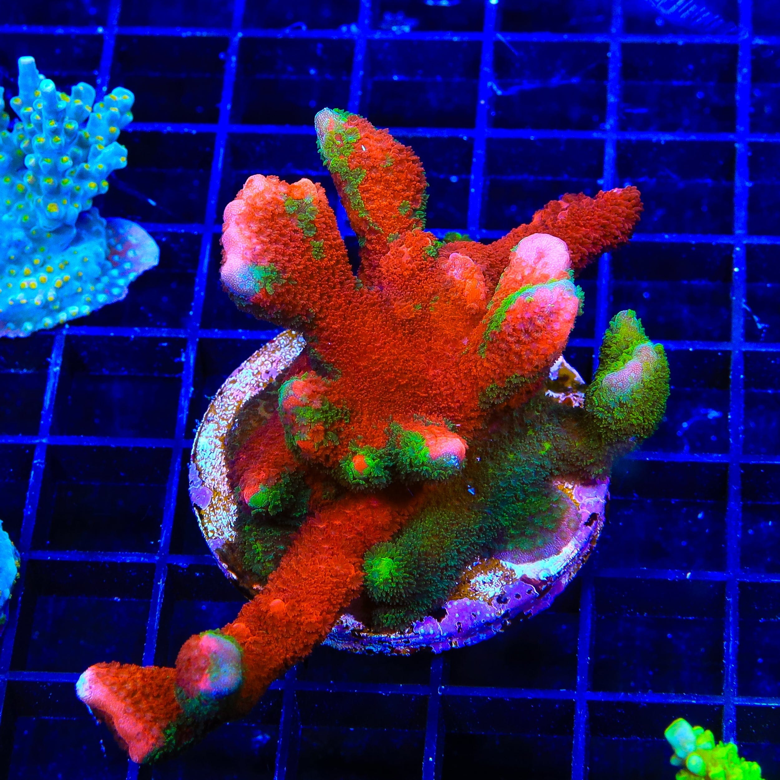 Montipora digitata