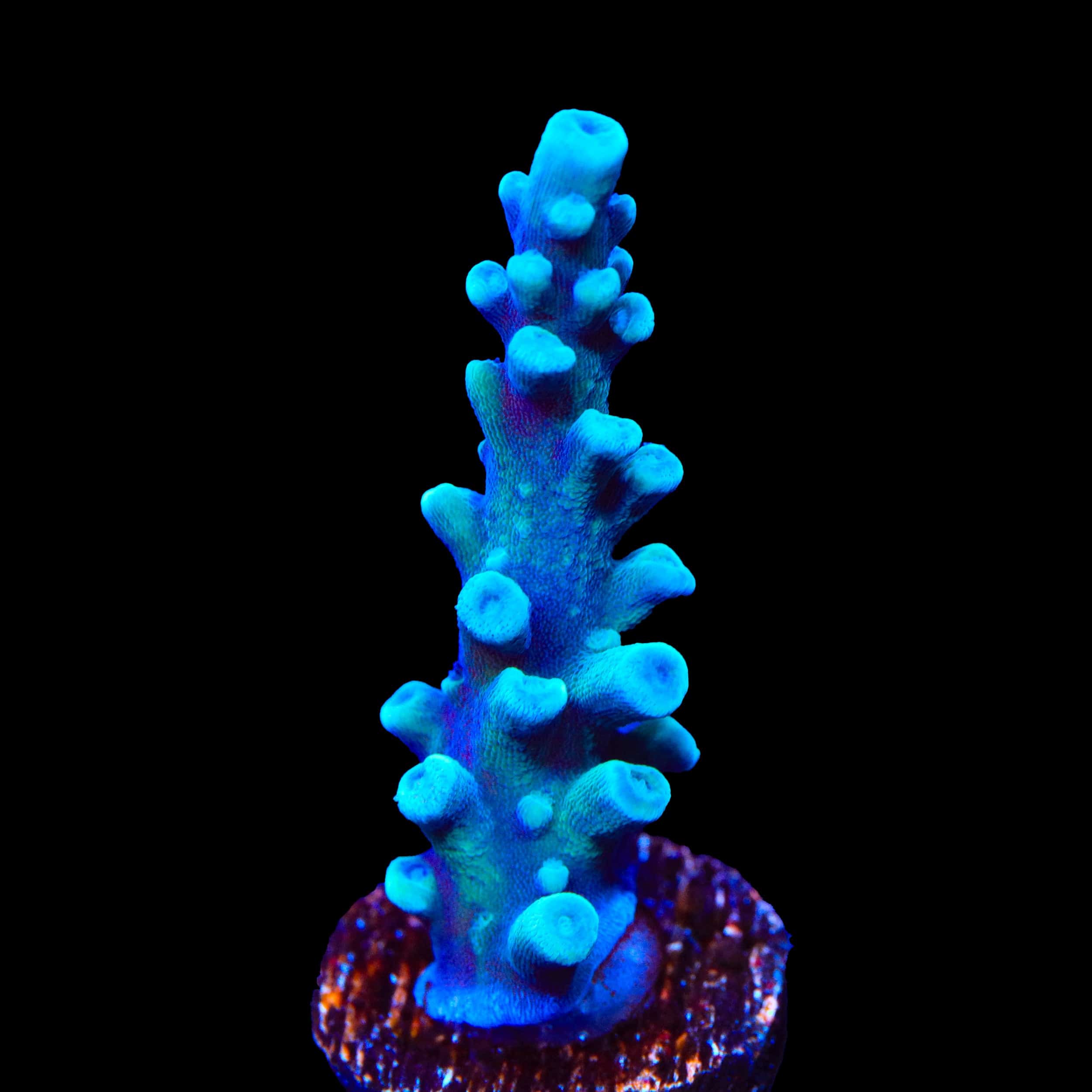 Acropora tortuosa