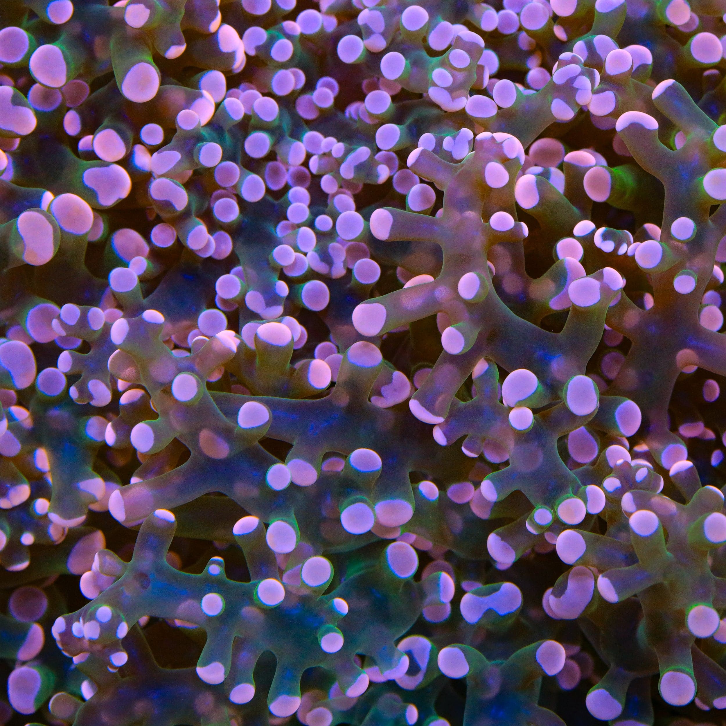 Euphyllia divisa