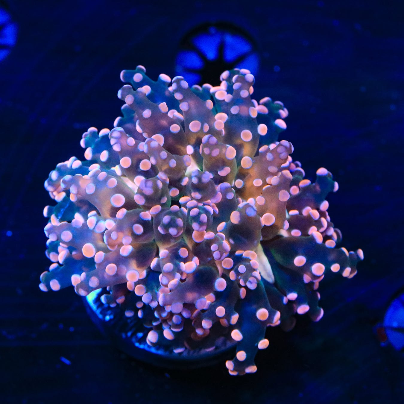 Euphyllia divisa