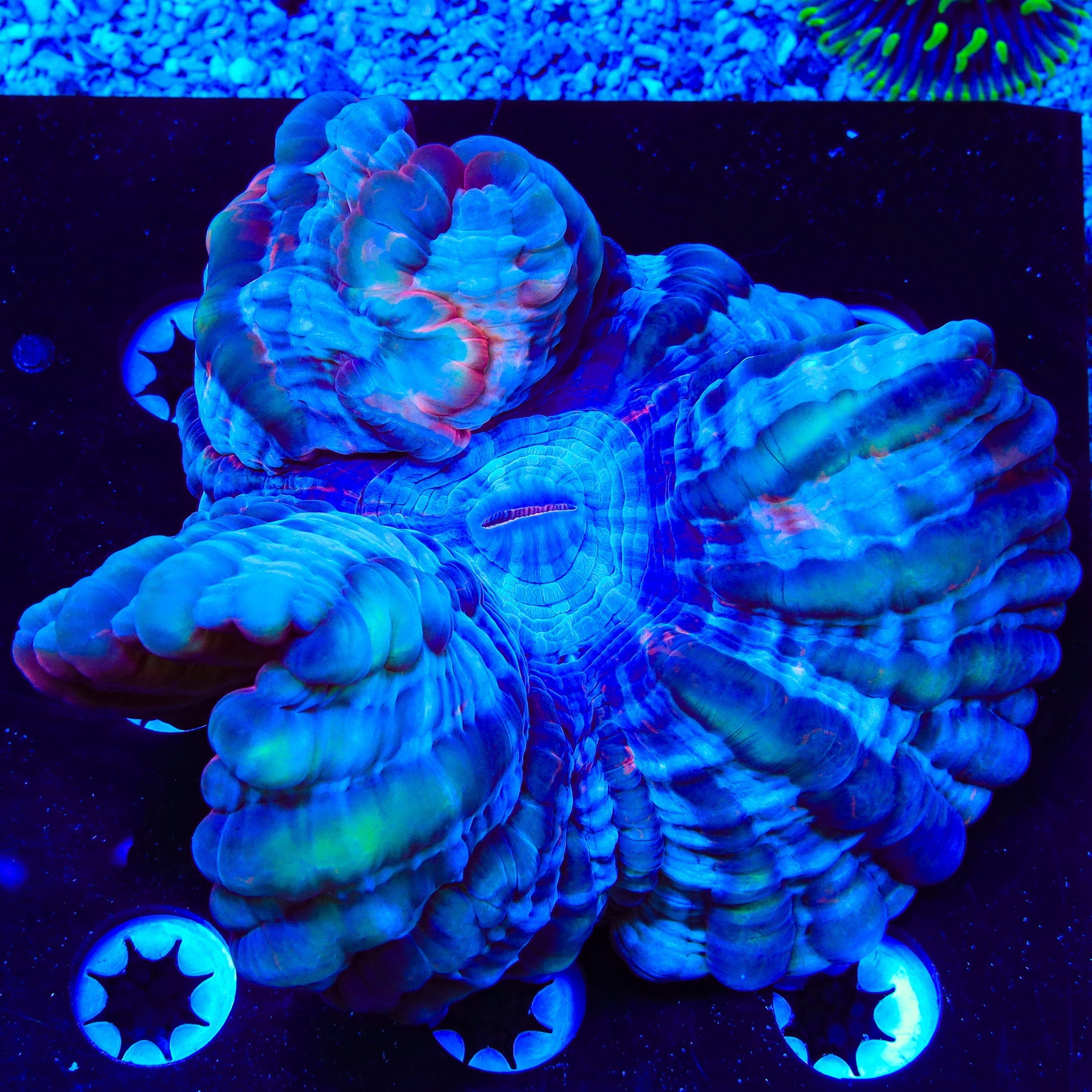 Indophyllia