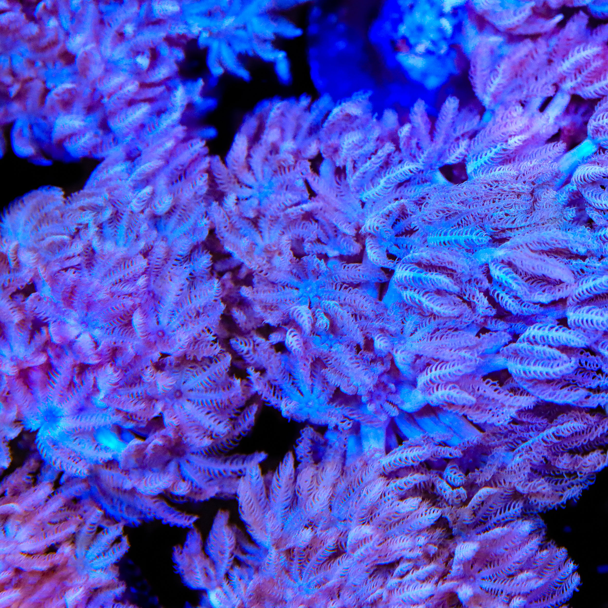 Xenia umbellata