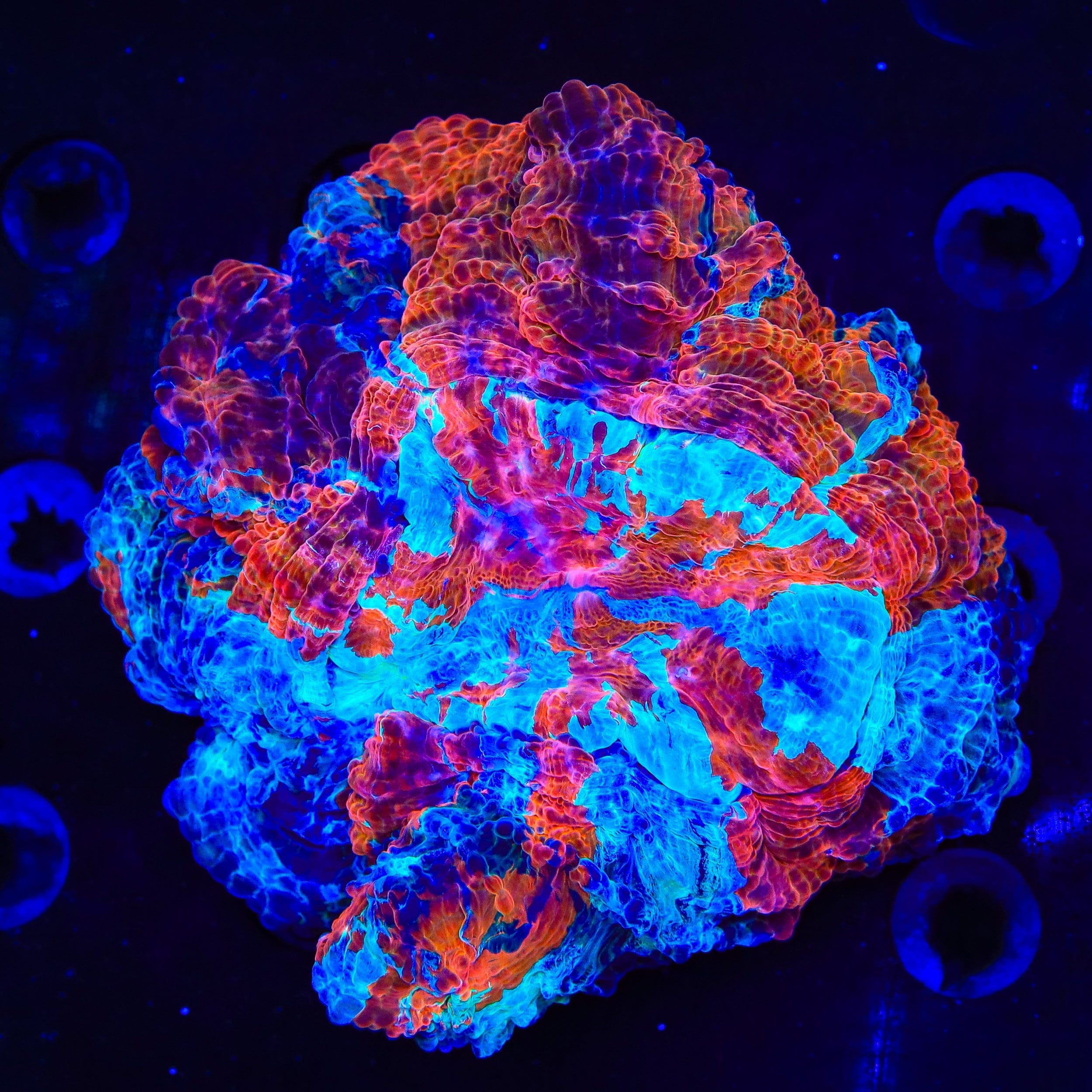 Acanthophyllia deshayesiana