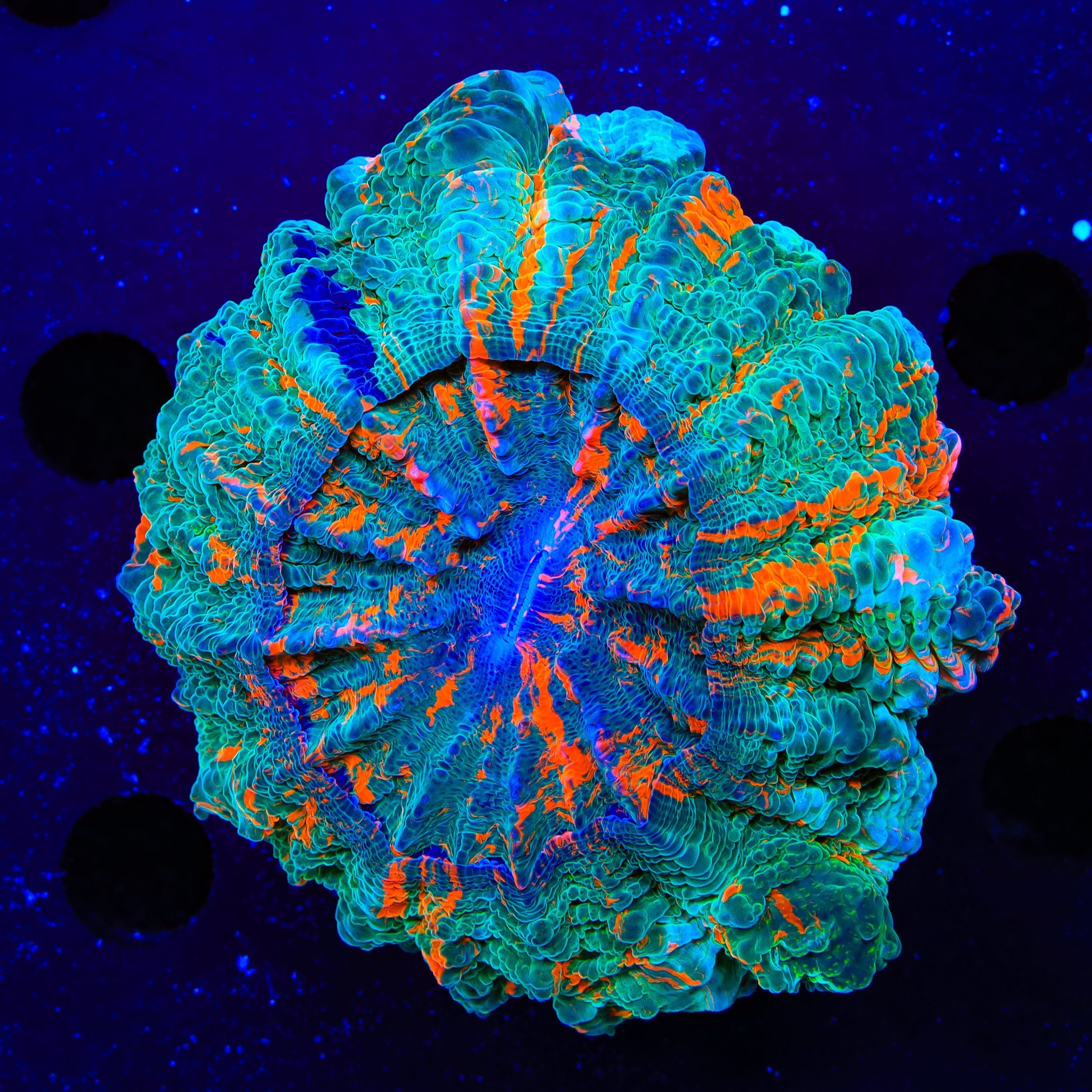 Acanthophyllia deshayesiana