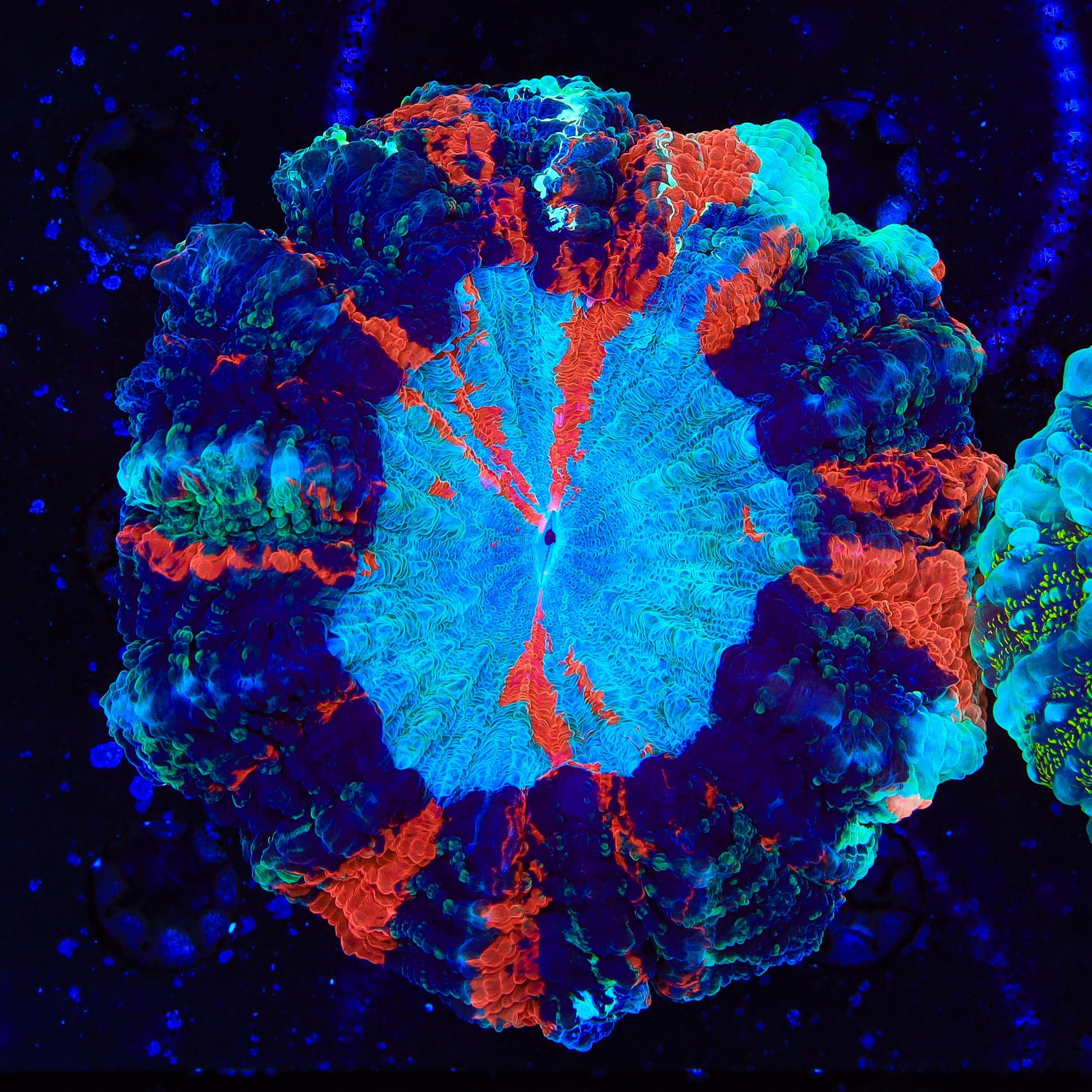 Acanthophyllia