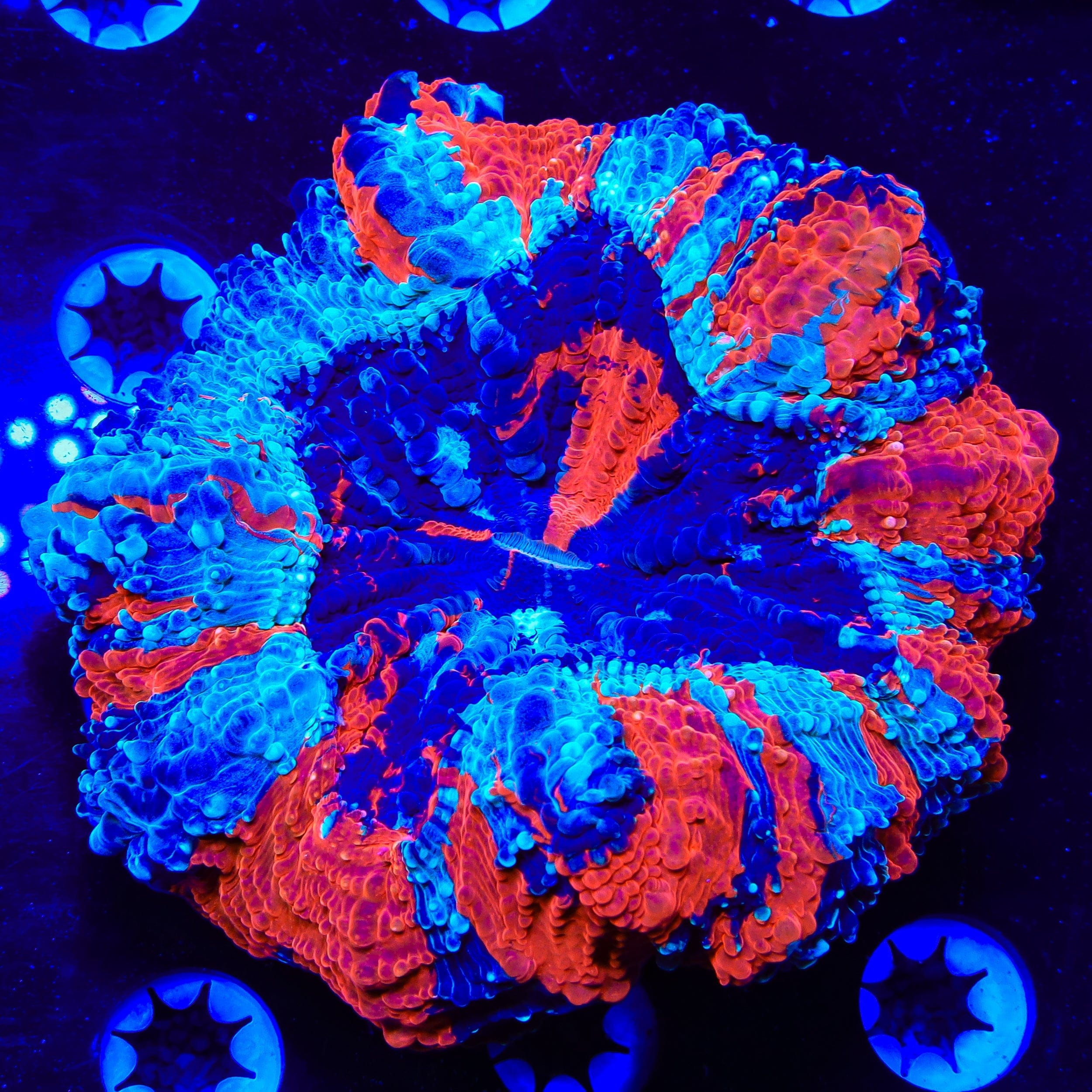 Acanthophyllia deshayesiana