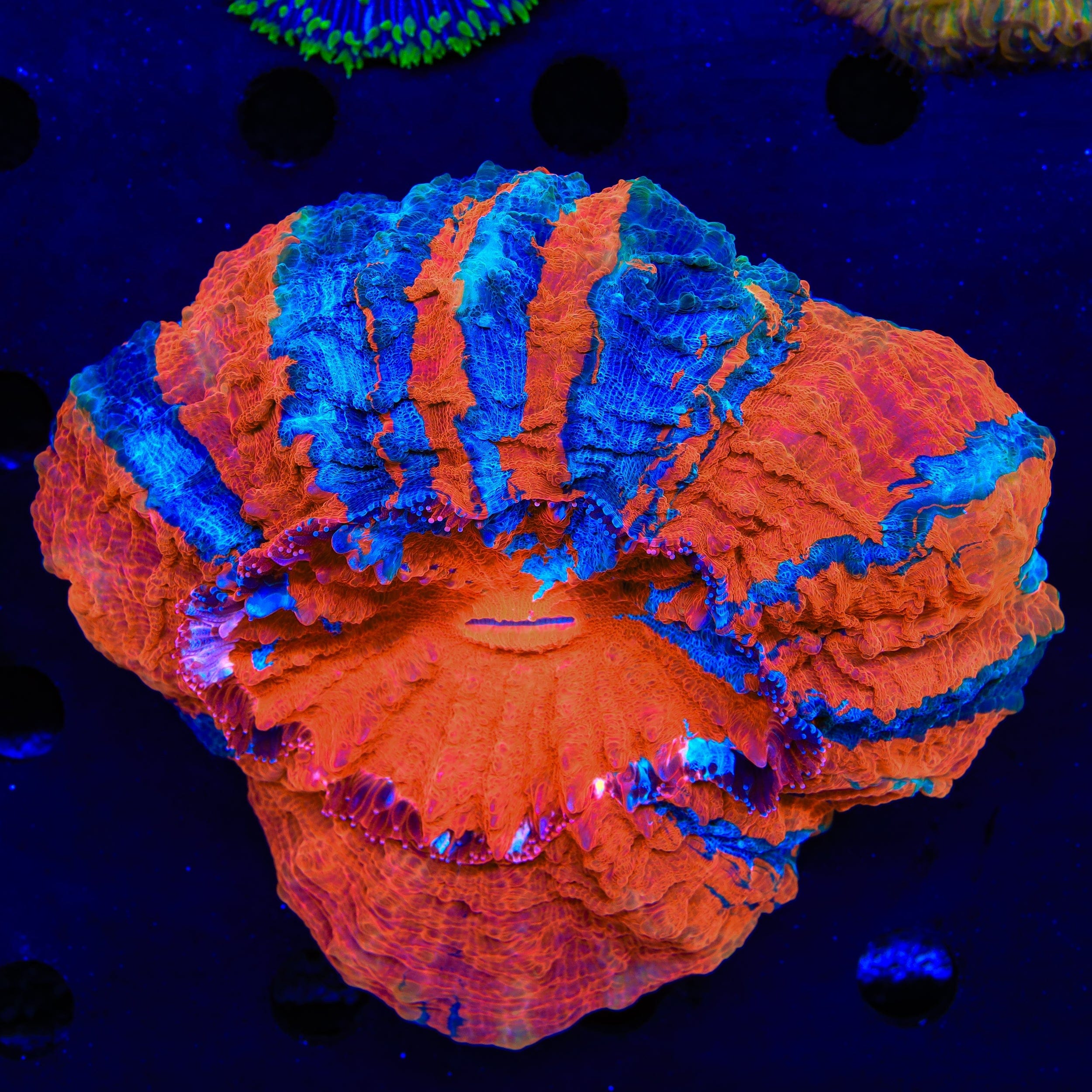 Acanthophyllia deshayesiana