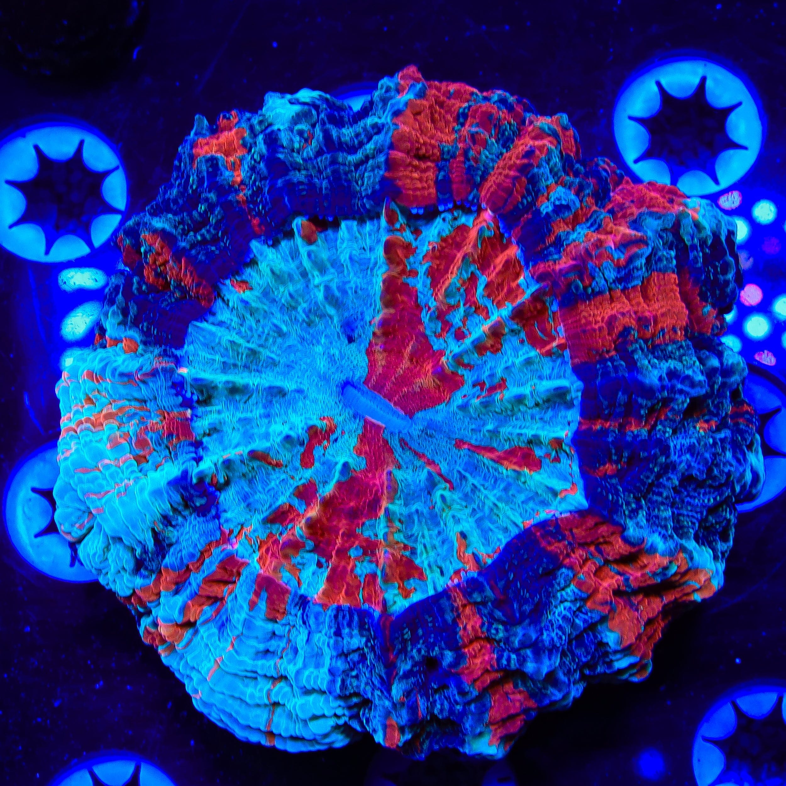 Acanthophyllia deshayesiana
