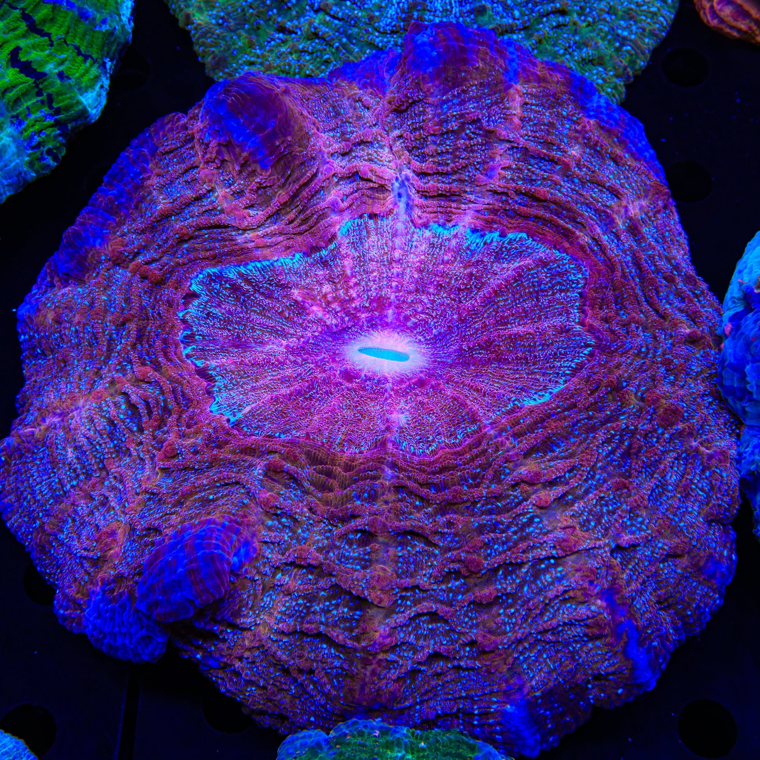 Acanthophyllia deshayesiana
