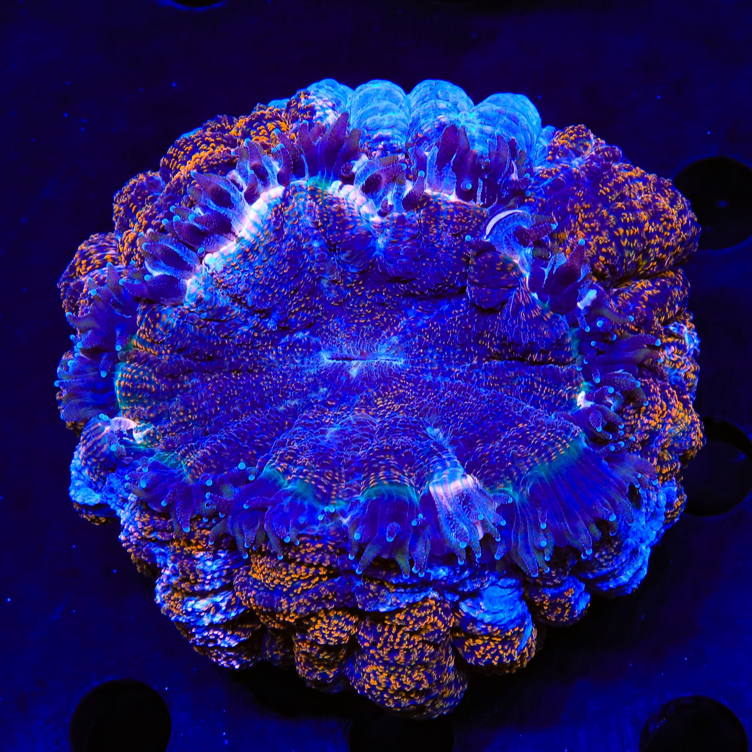 Acanthophyllia