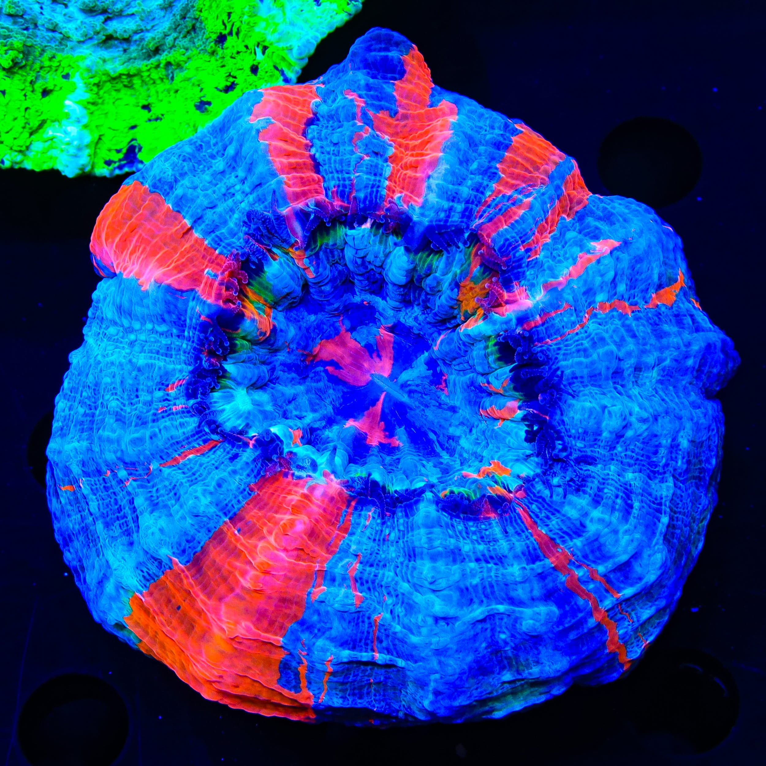 Acanthophyllia
