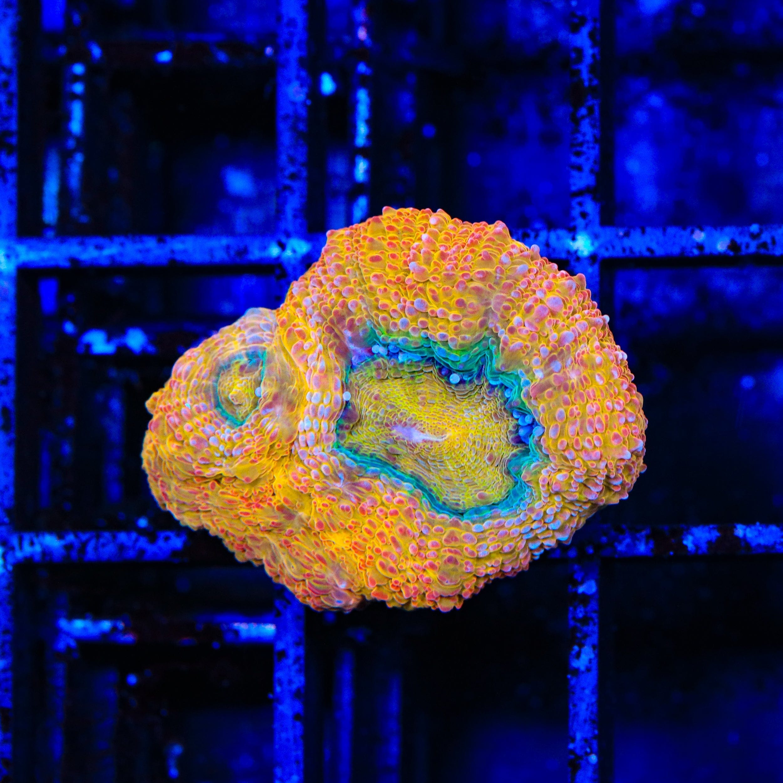 Homophyllia bowerbanki