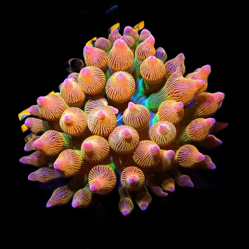 Entacmaea quadricolor