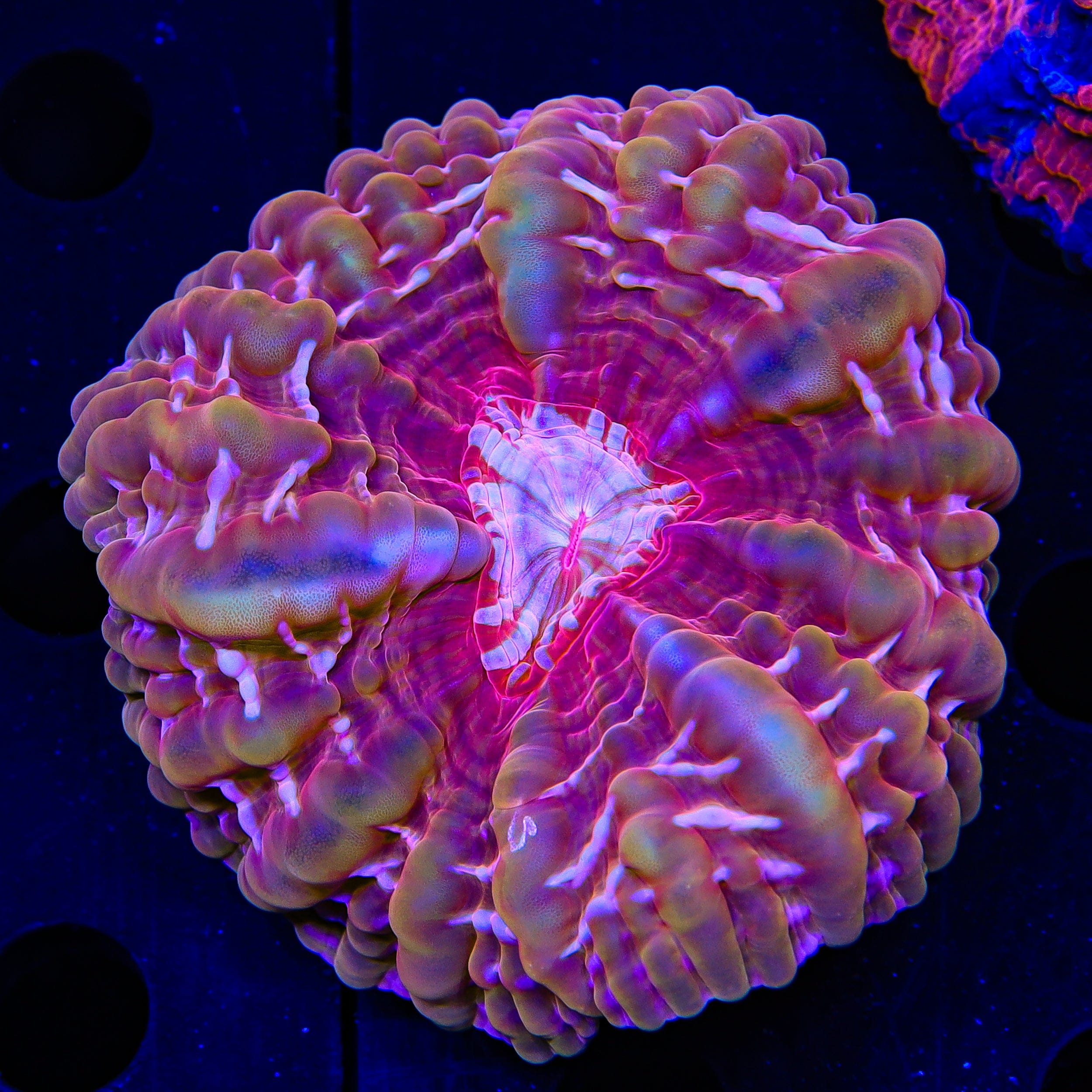Rainbow Cynarina Coral