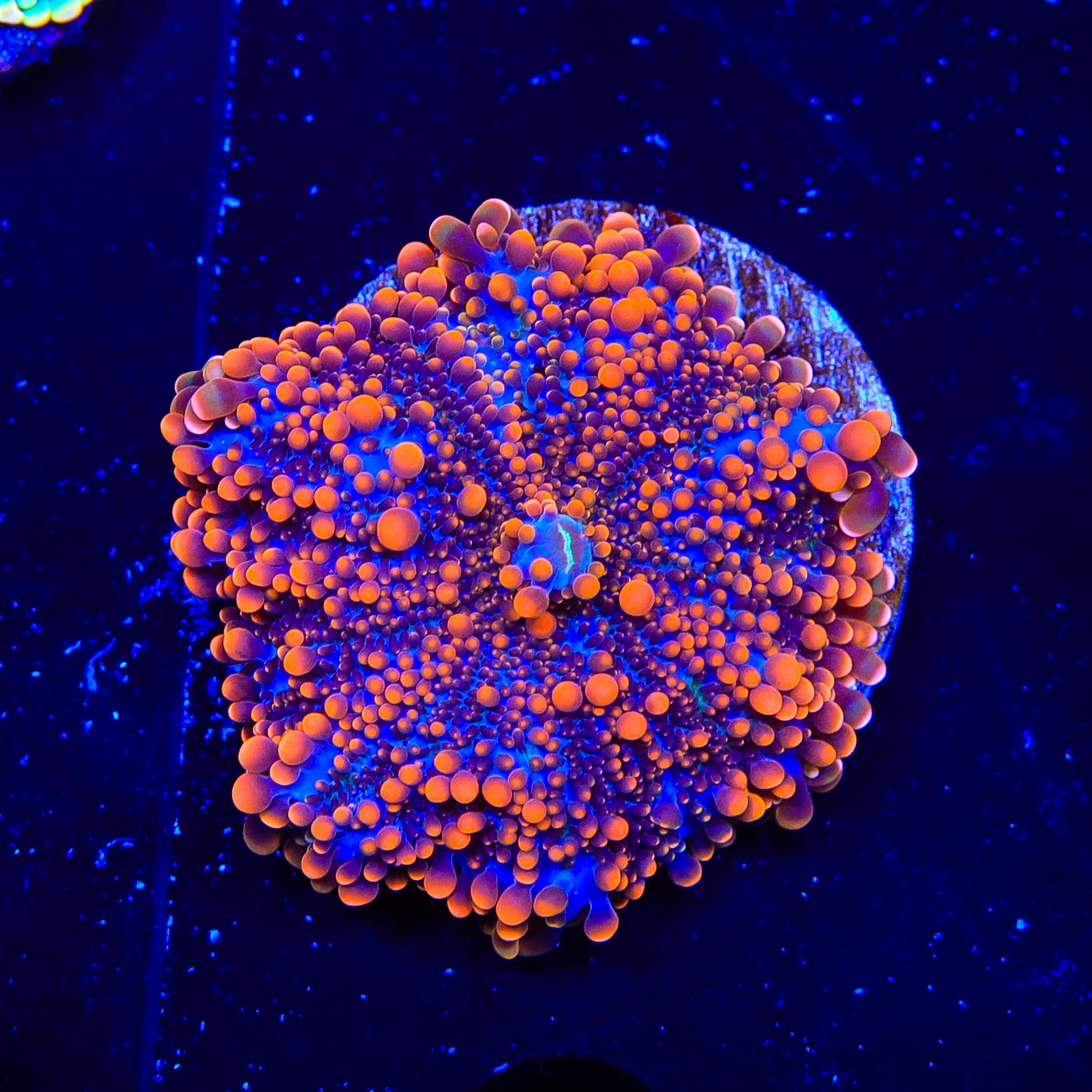 Rainbow Cynarina Coral