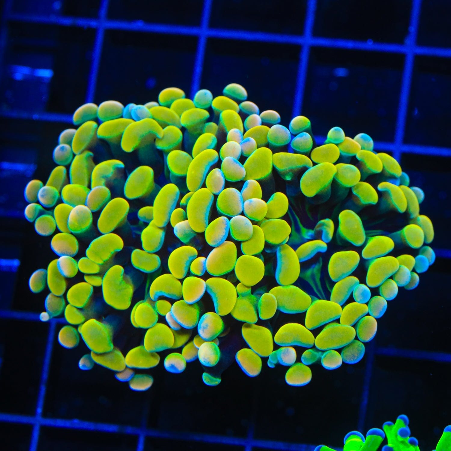 Euphyllia ancora