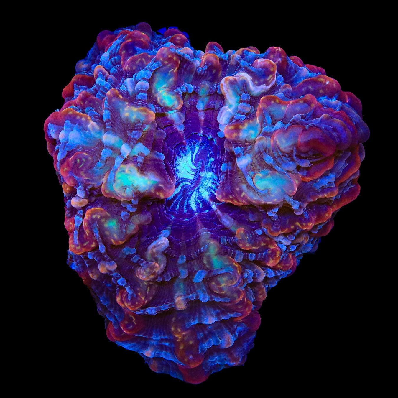 Indophyllia