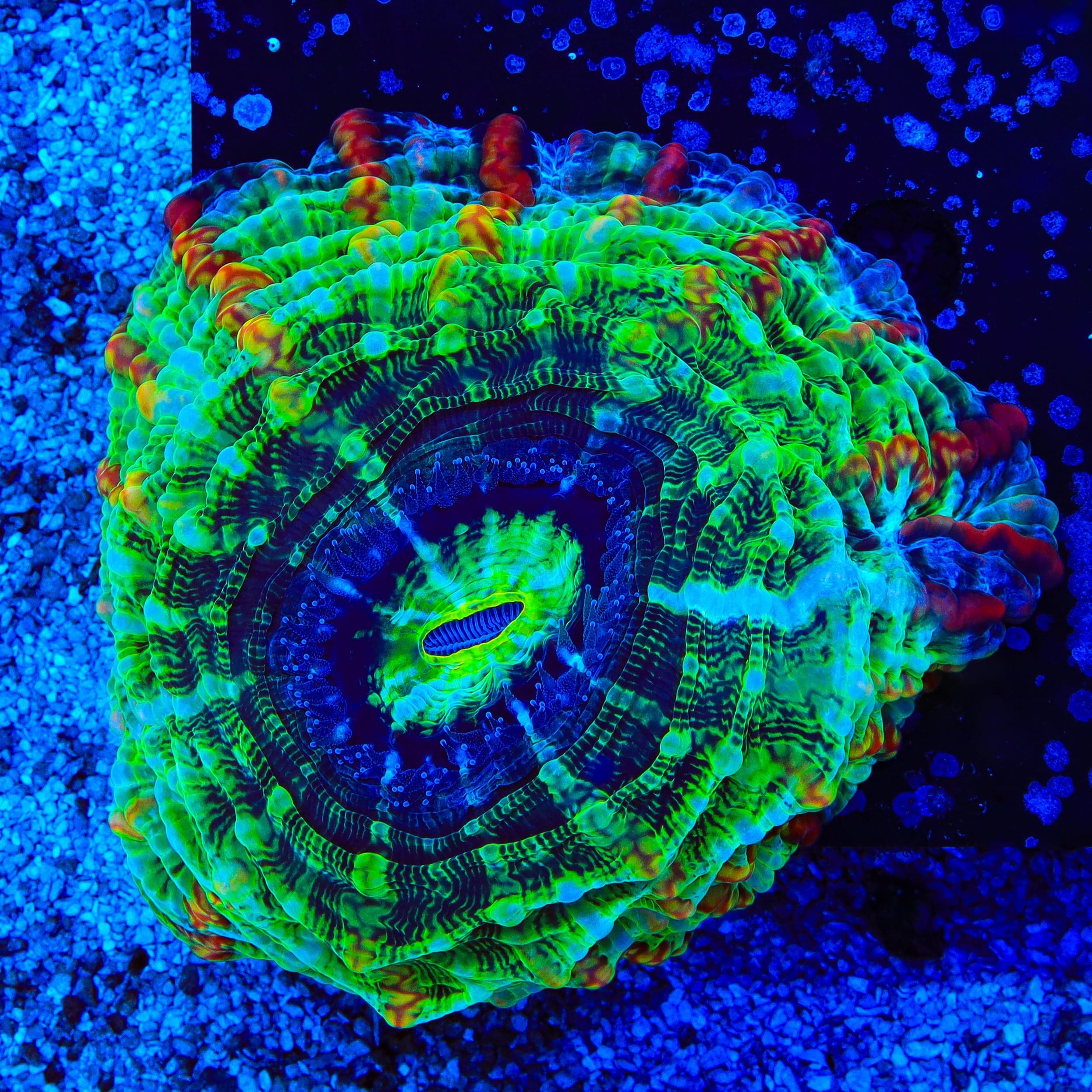 Indophyllia
