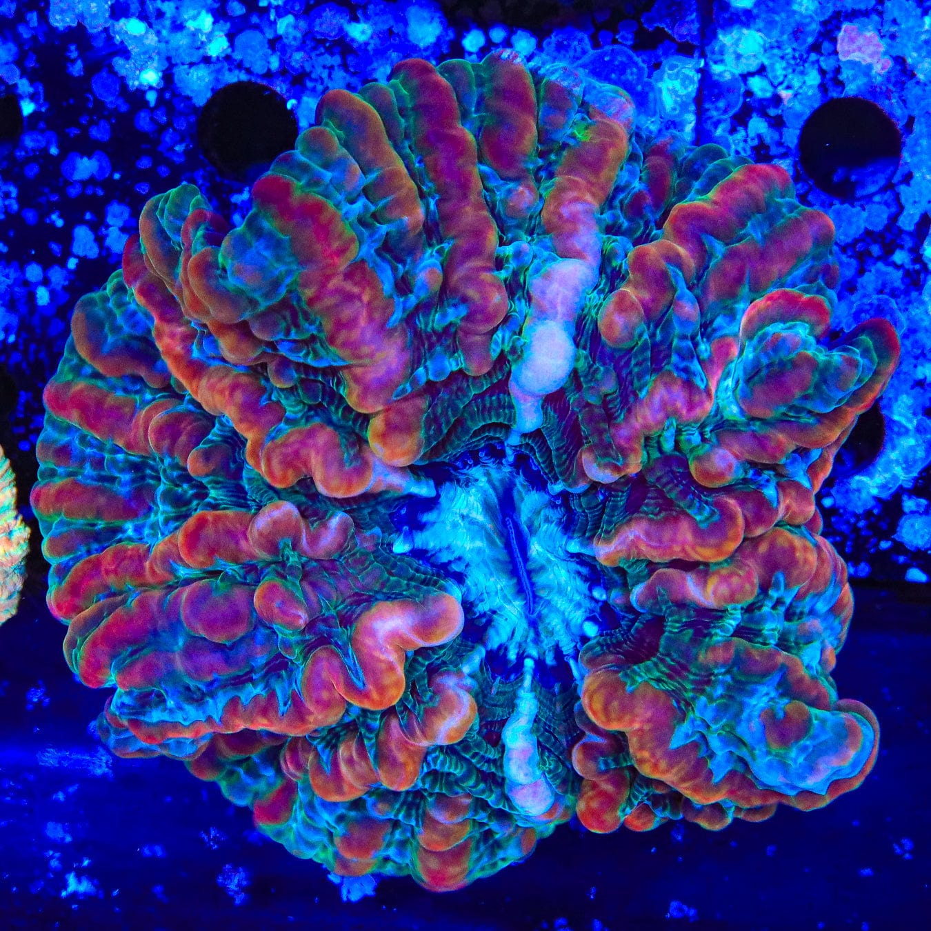 Indophyllia