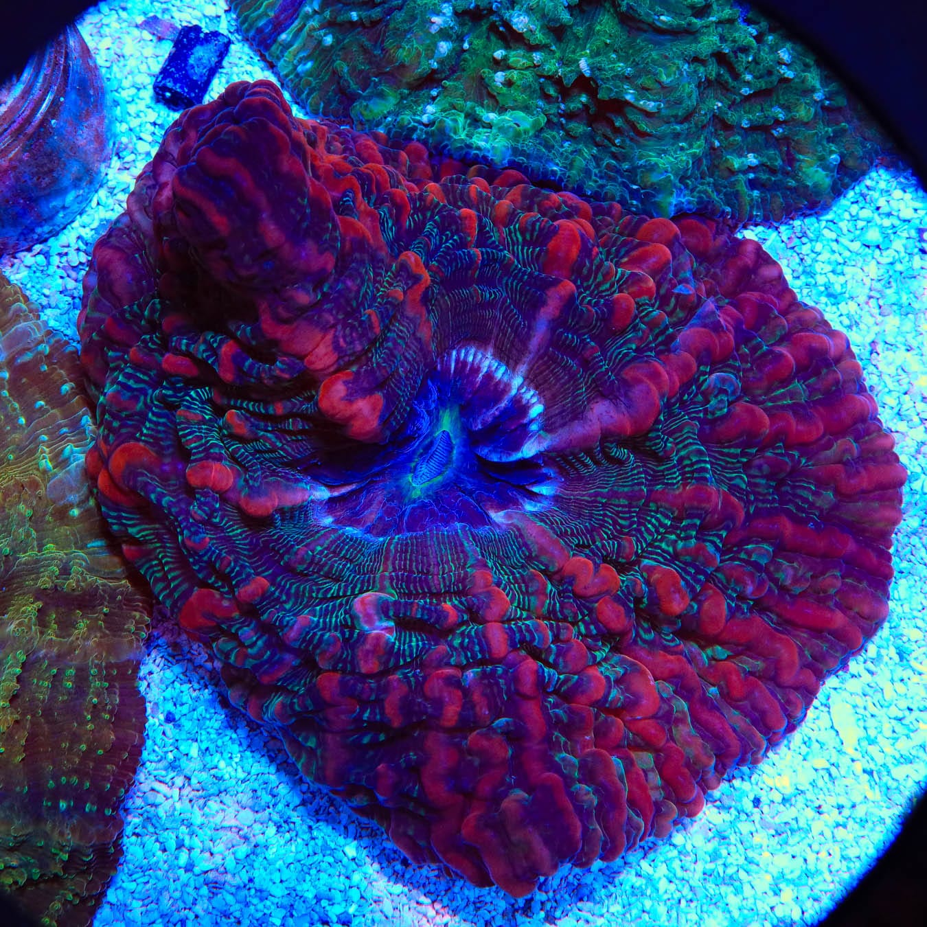 Indophyllia