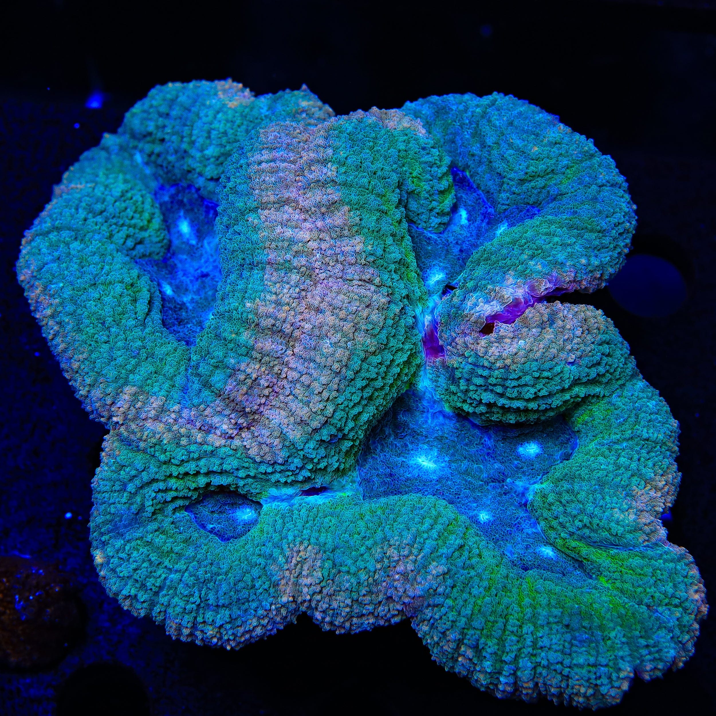 Lobophyllia