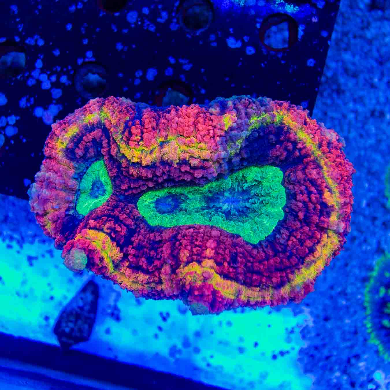 Lobophyllia radians