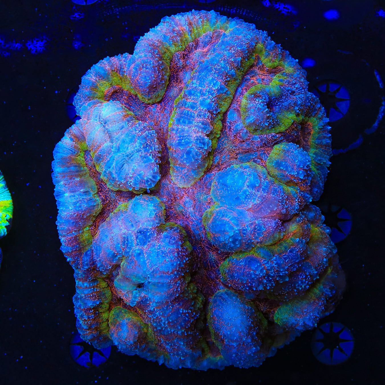 Lobophyllia radians