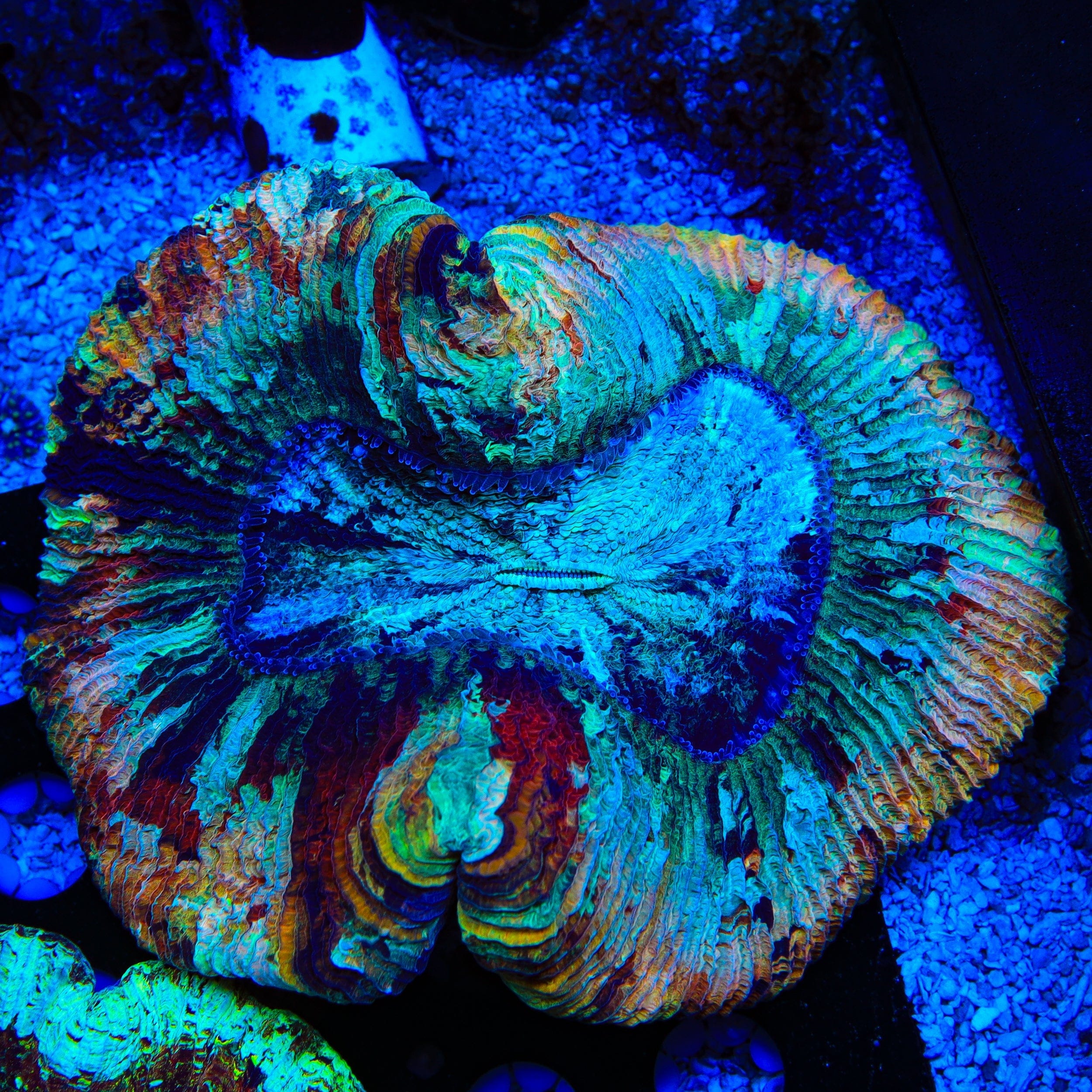 Trachyphyllia