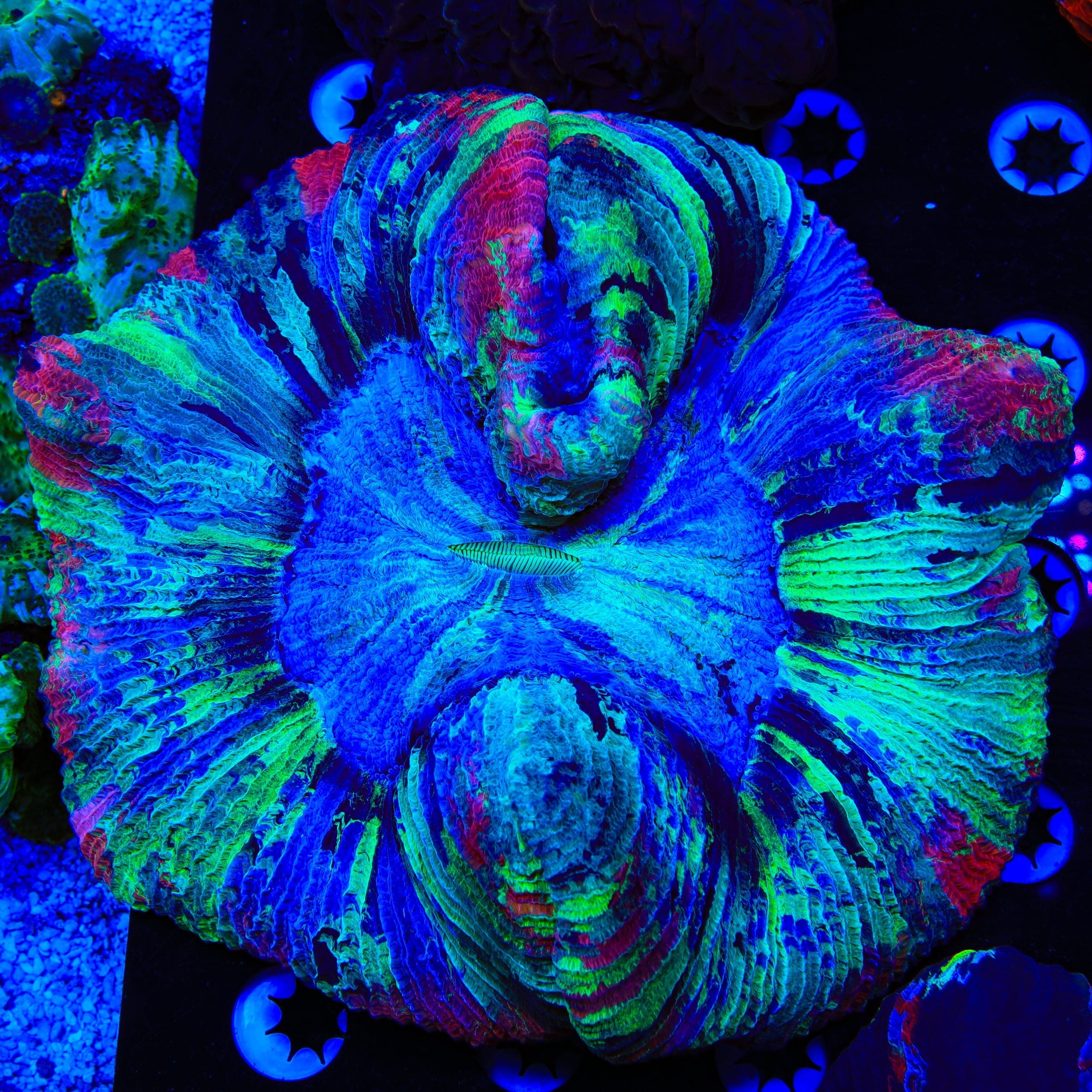 Trachyphyllia