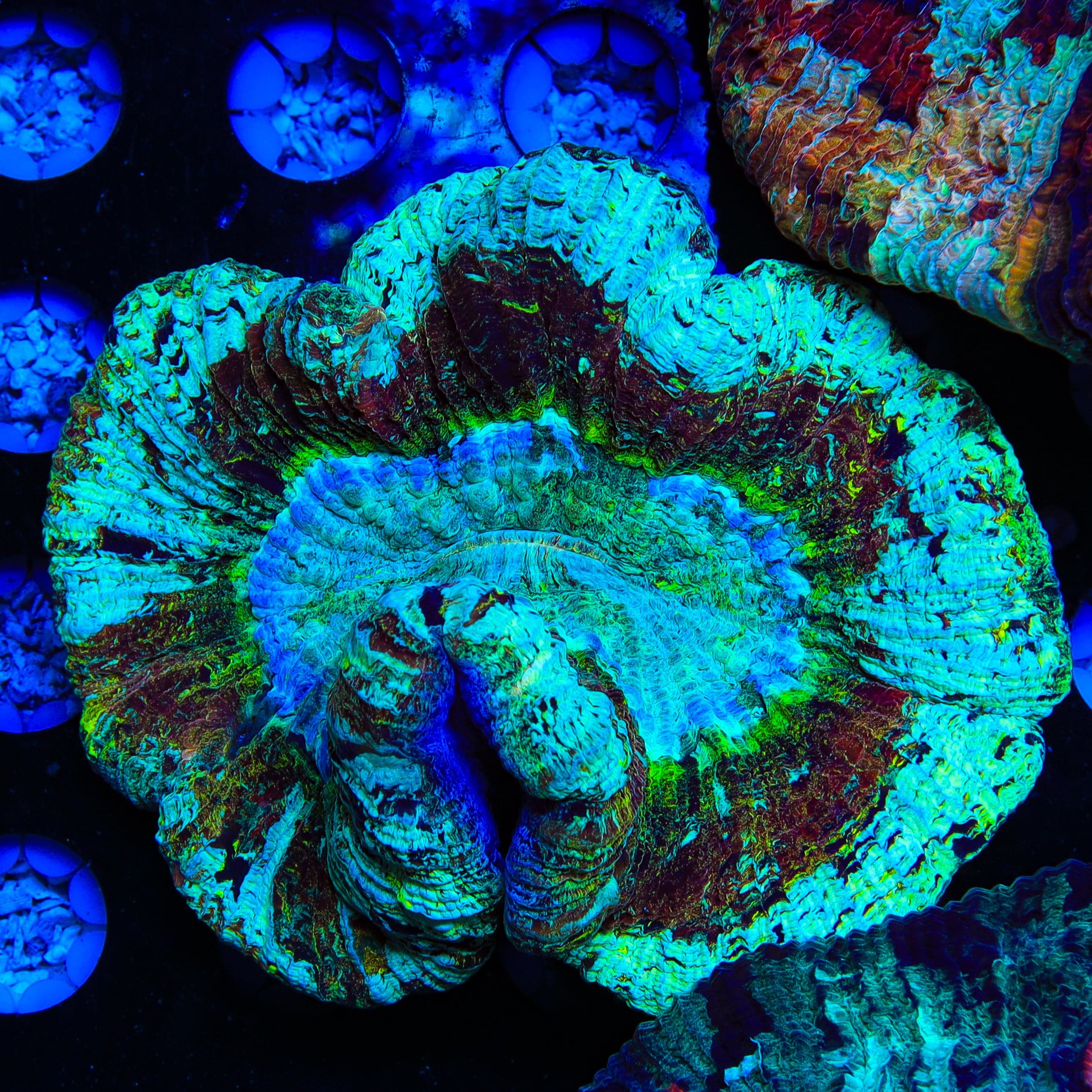 Trachyphyllia