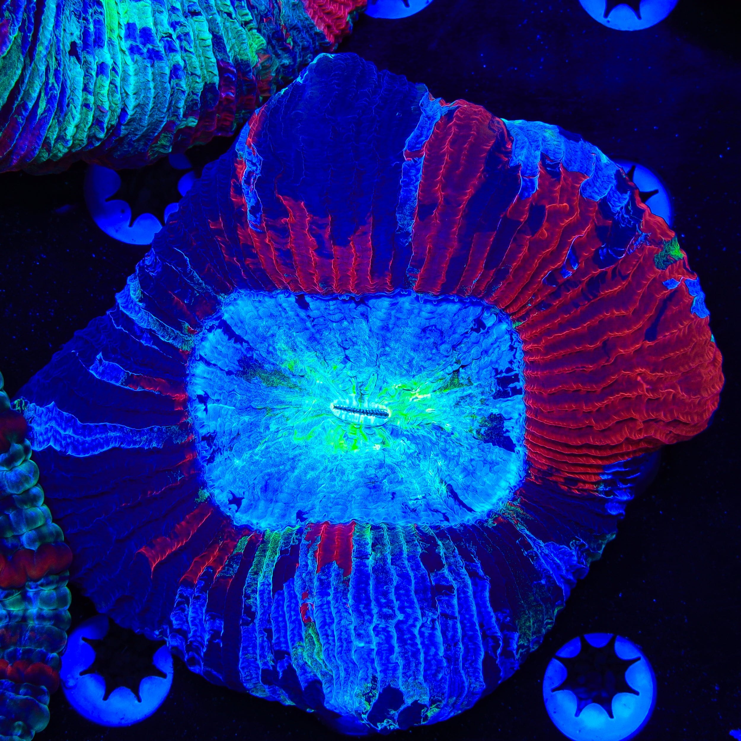 Trachyphyllia
