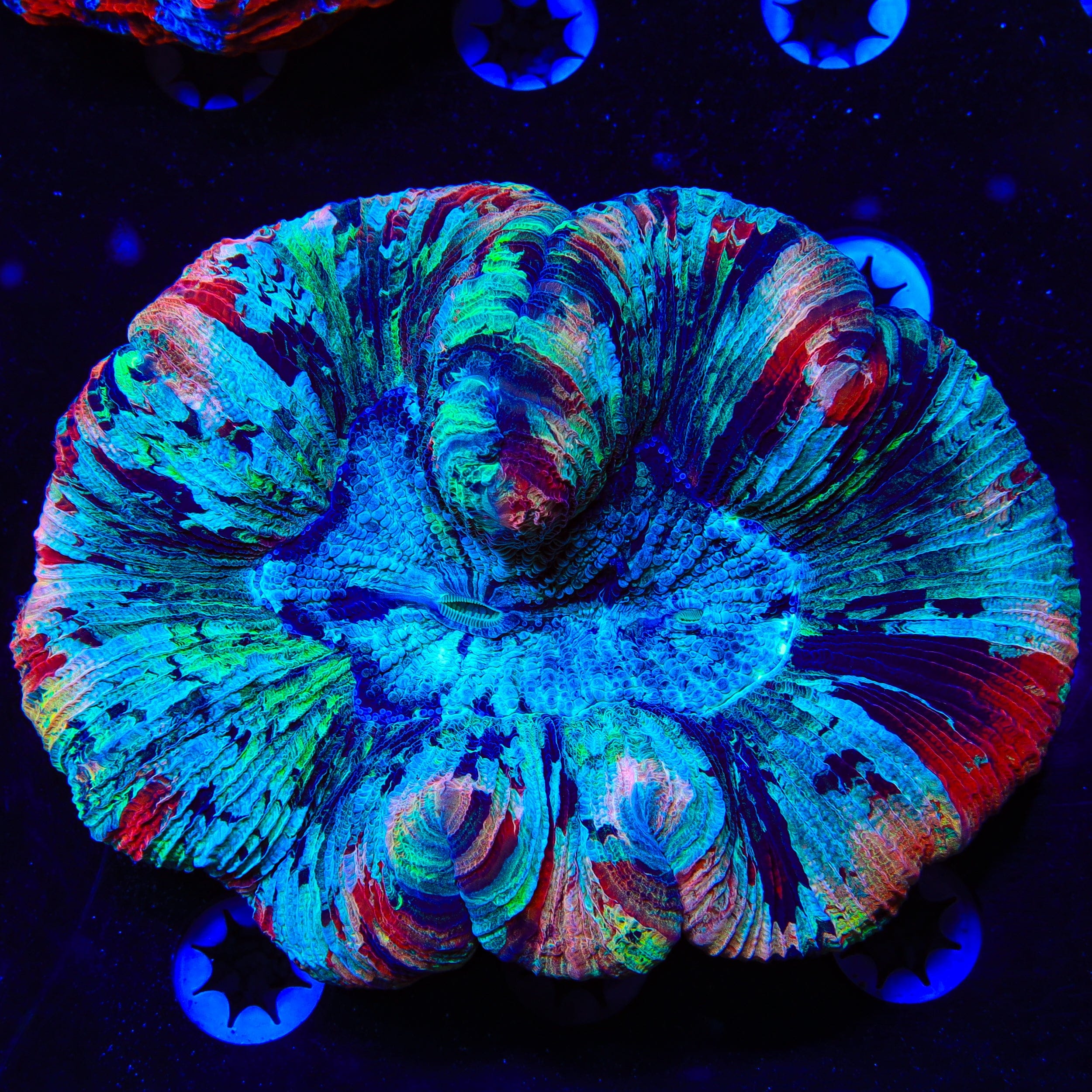Trachyphyllia