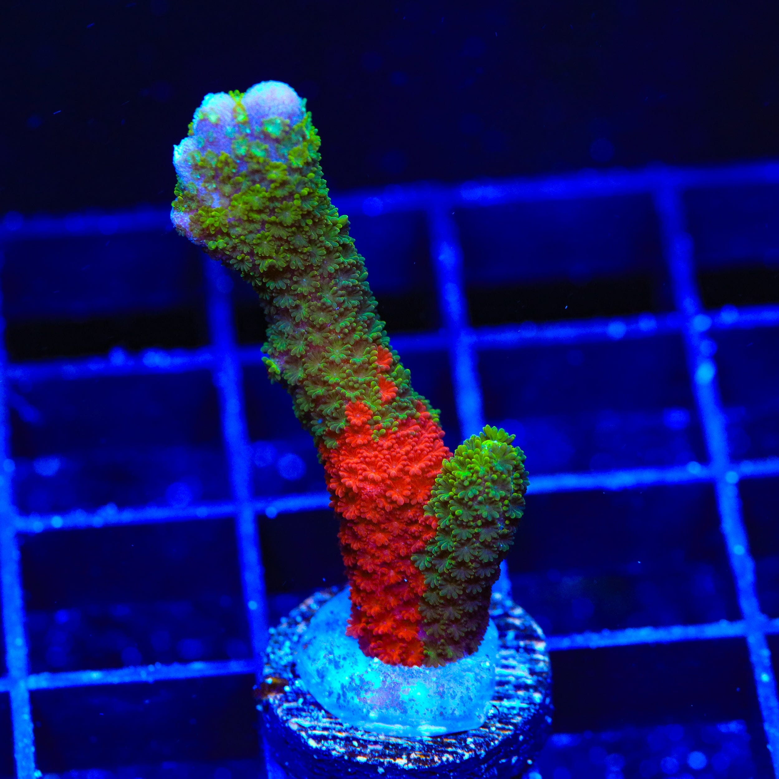 Montipora digitata