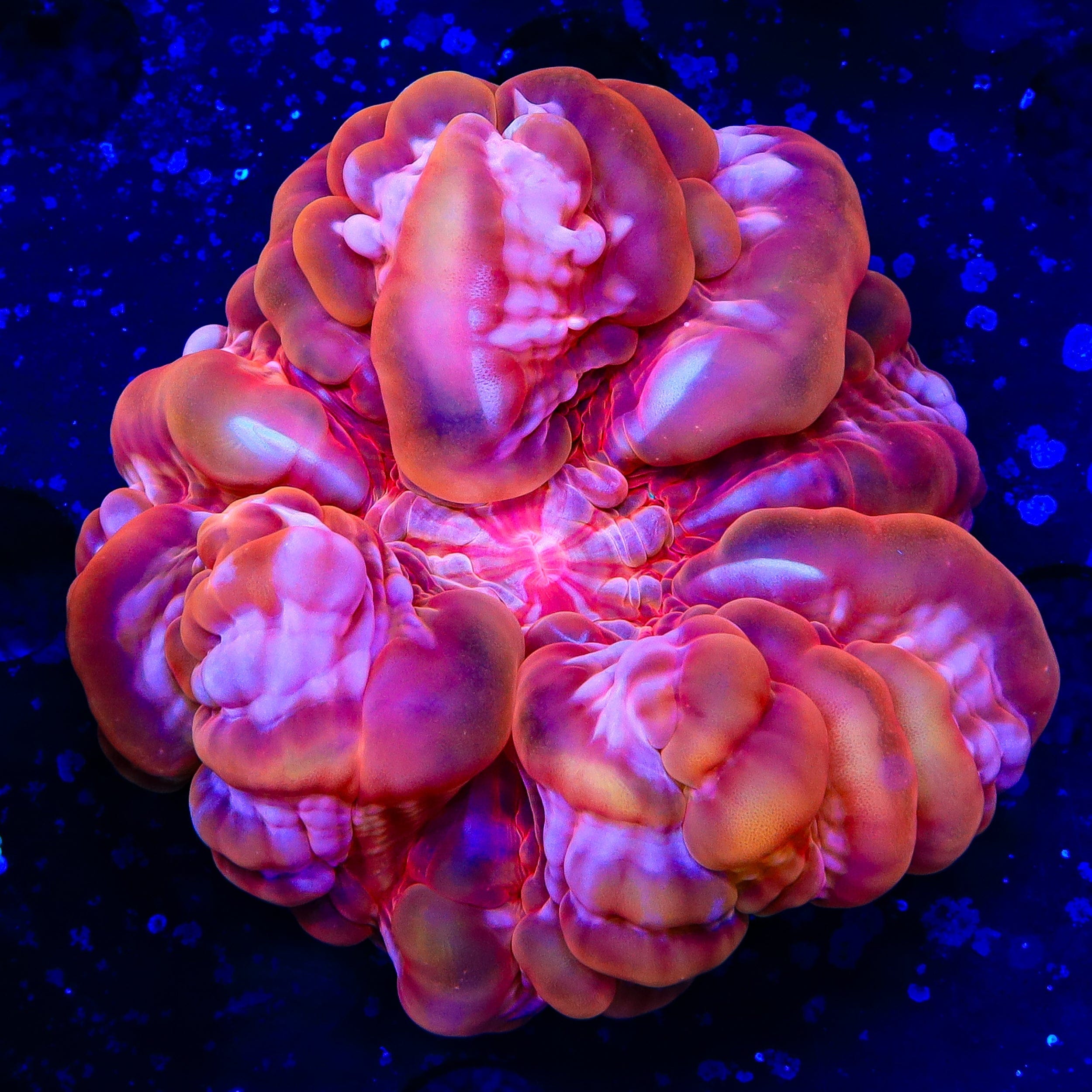 Cynarina