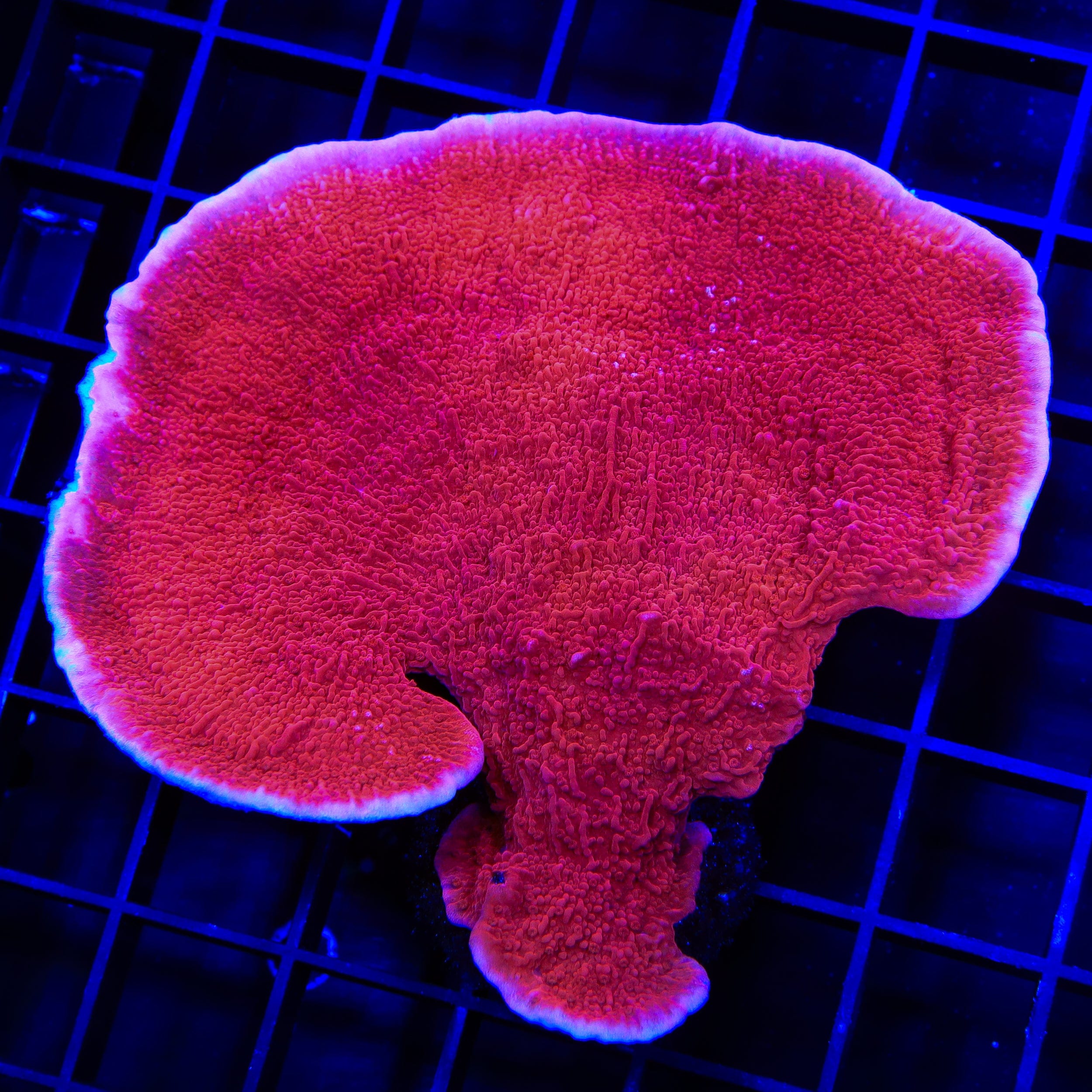Montipora
