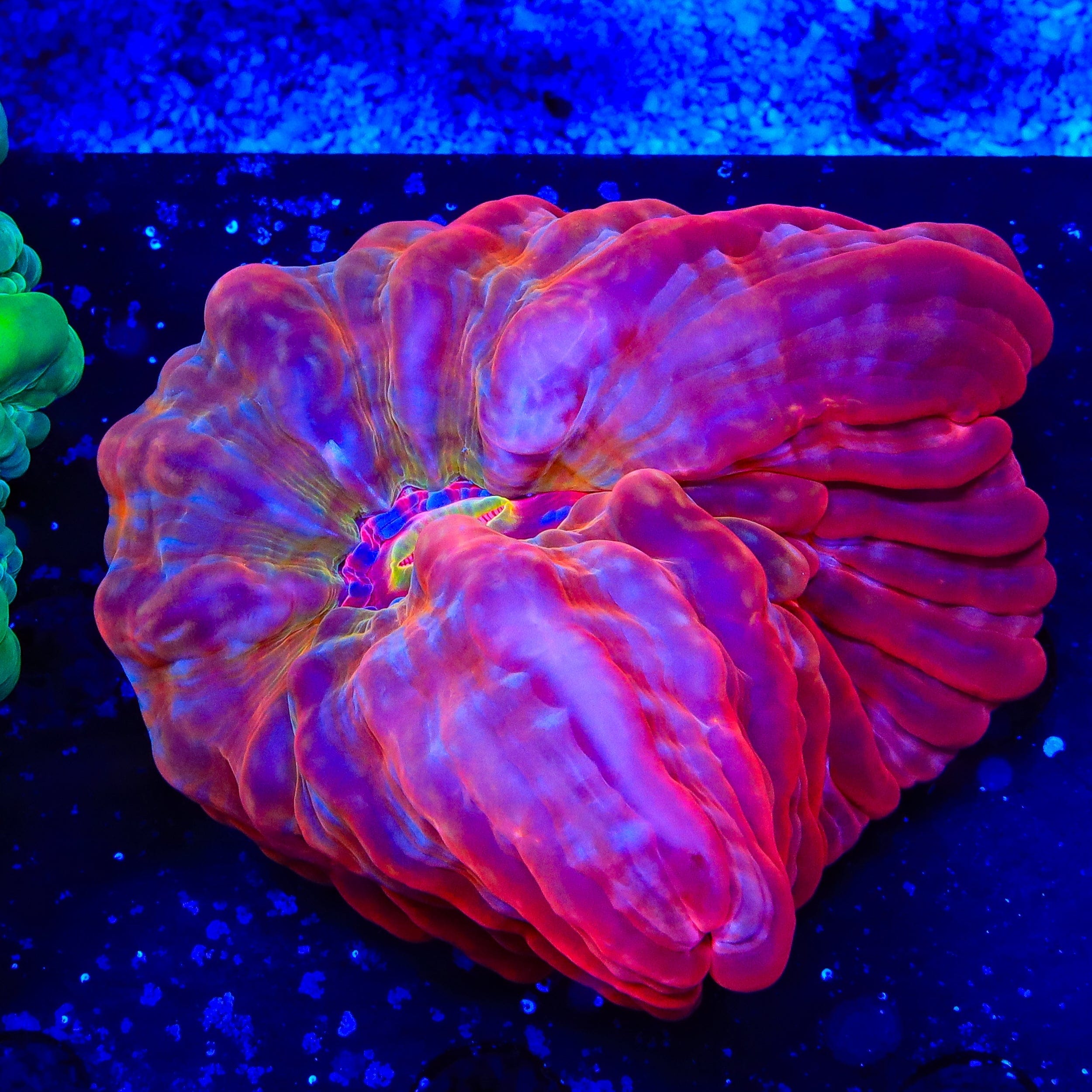 Cynarina