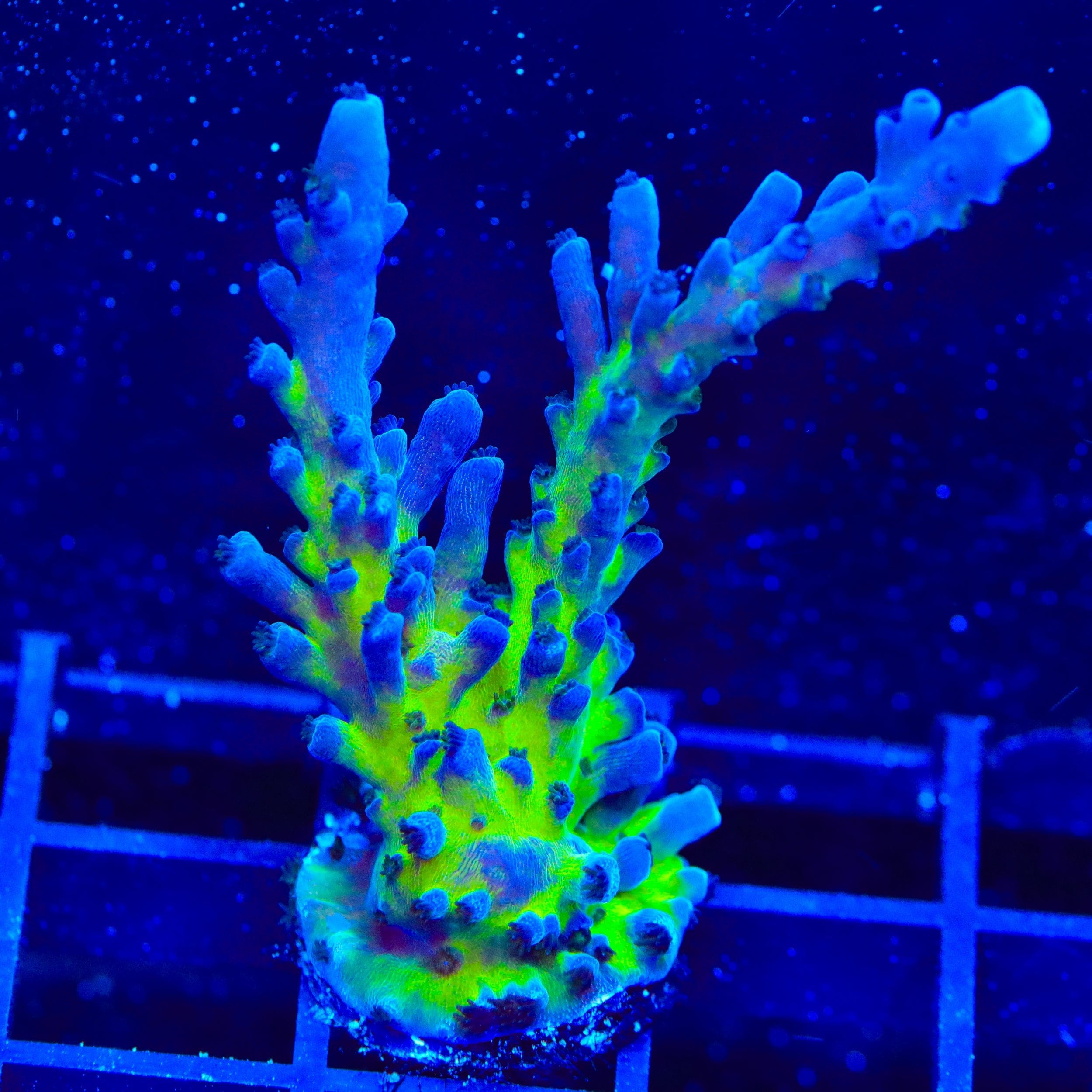 Acropora tortuosa