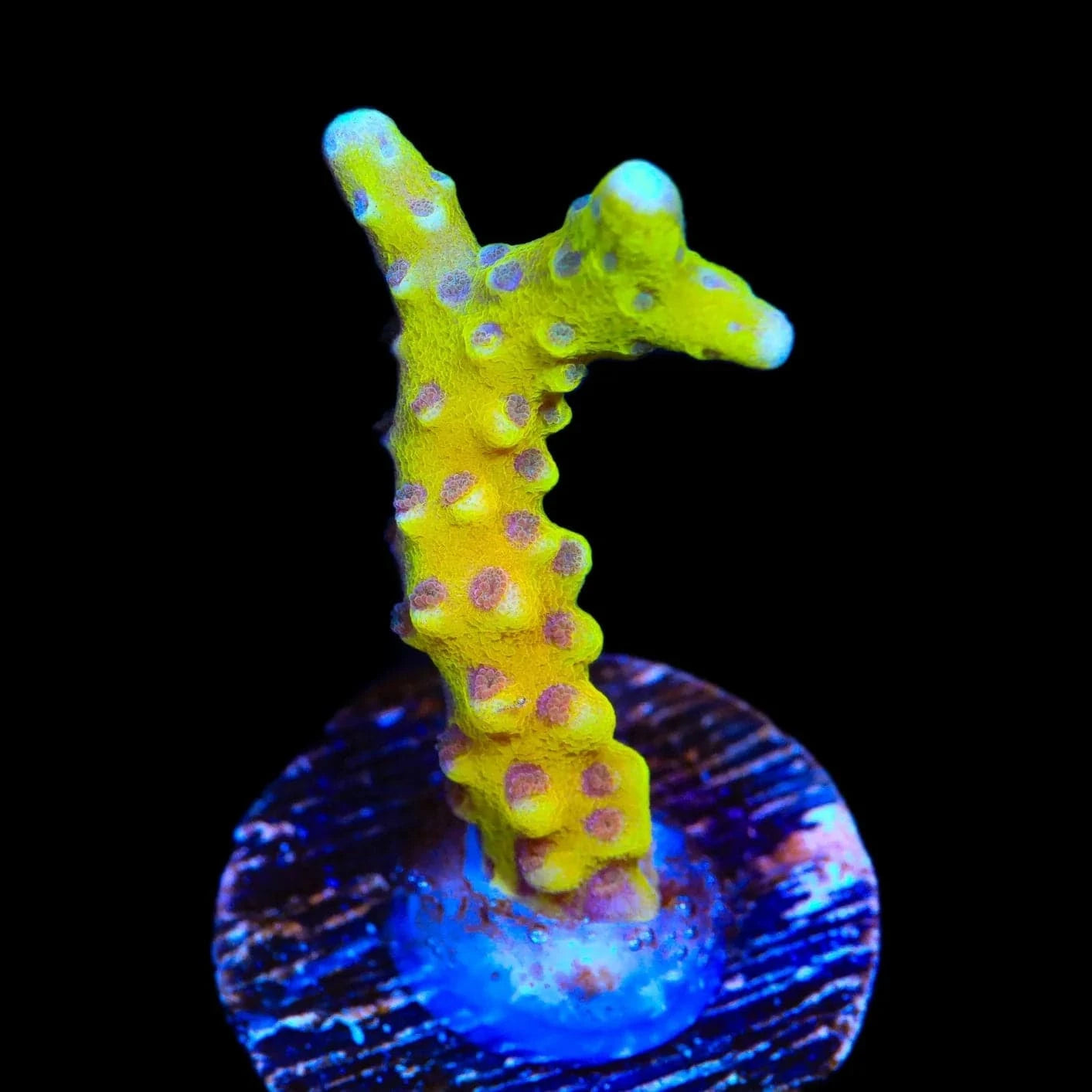 Anacropora