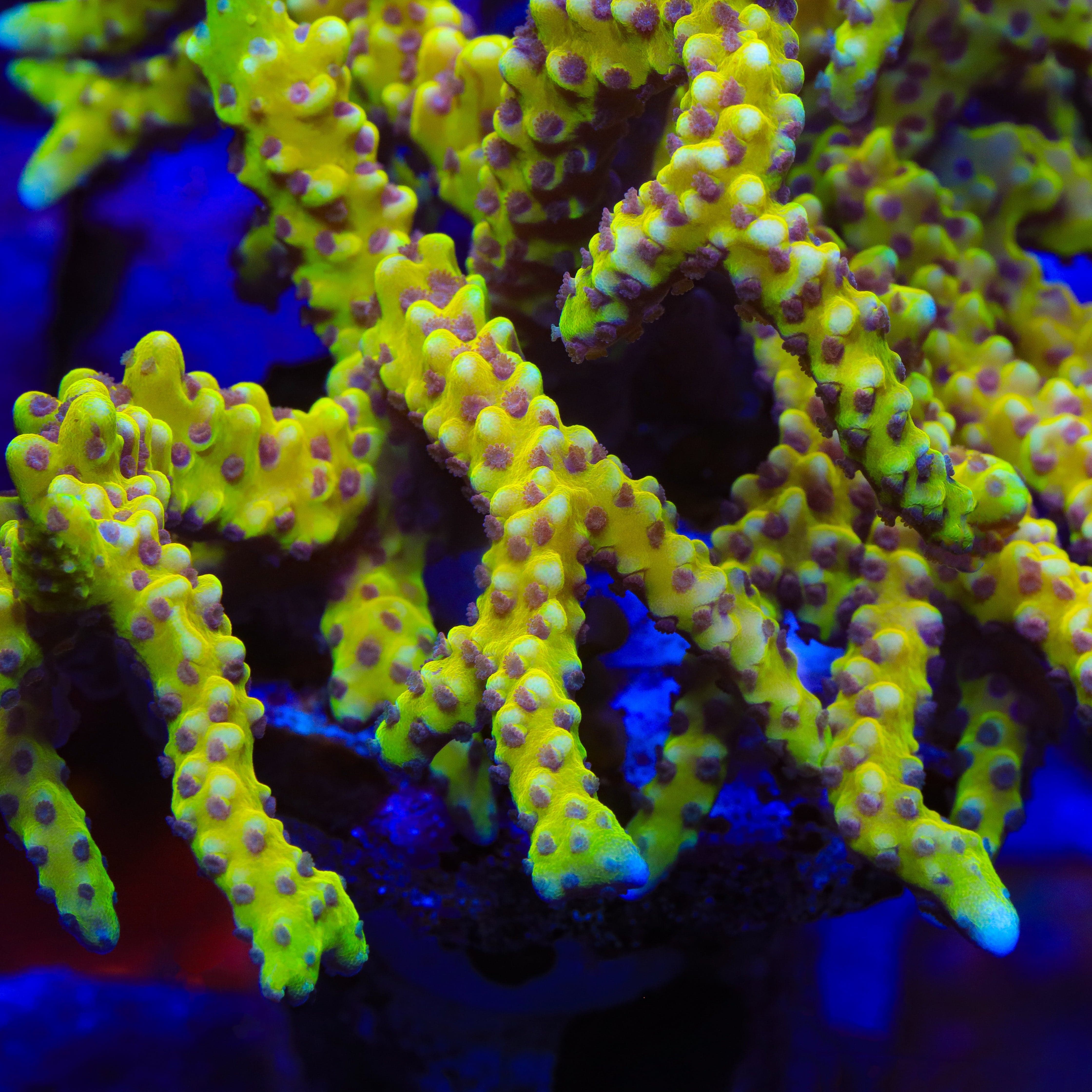 Anacropora