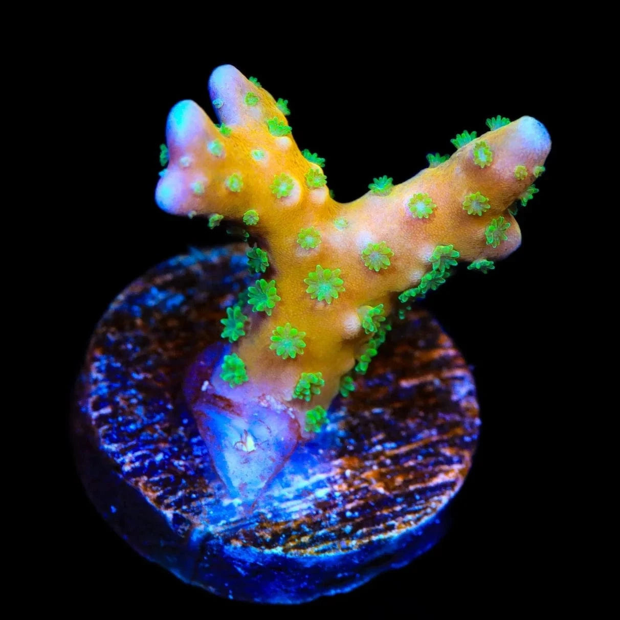 Anacropora