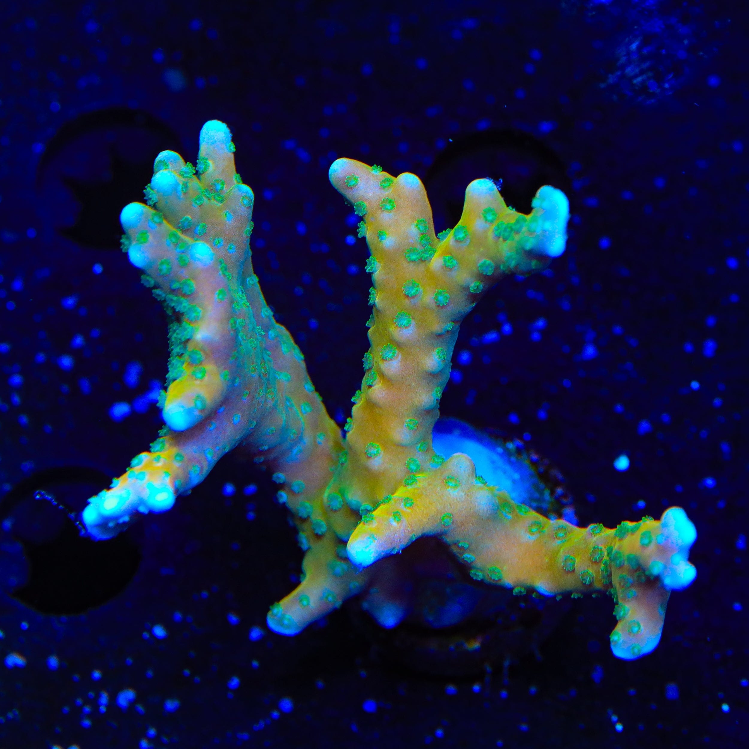Anacropora