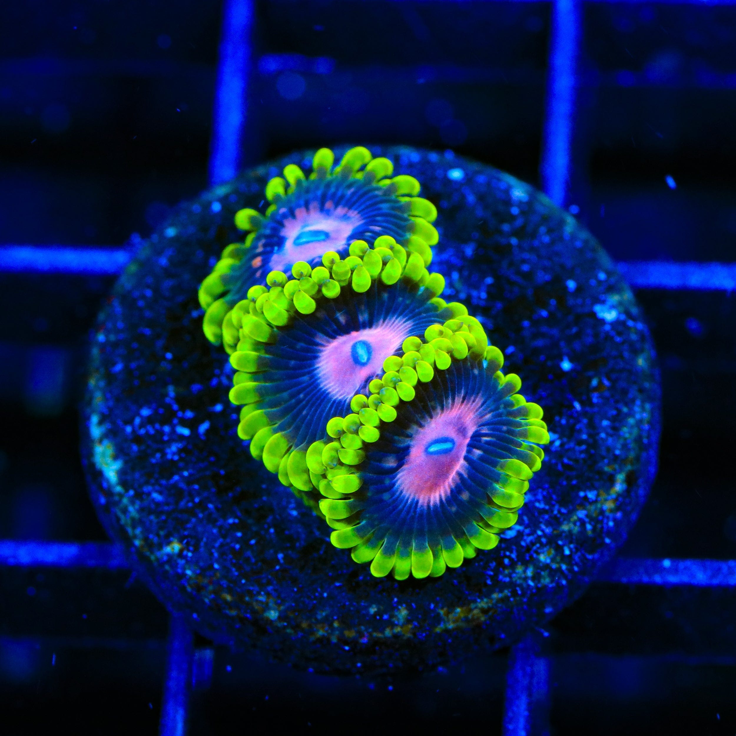 Zoanthus sociatus