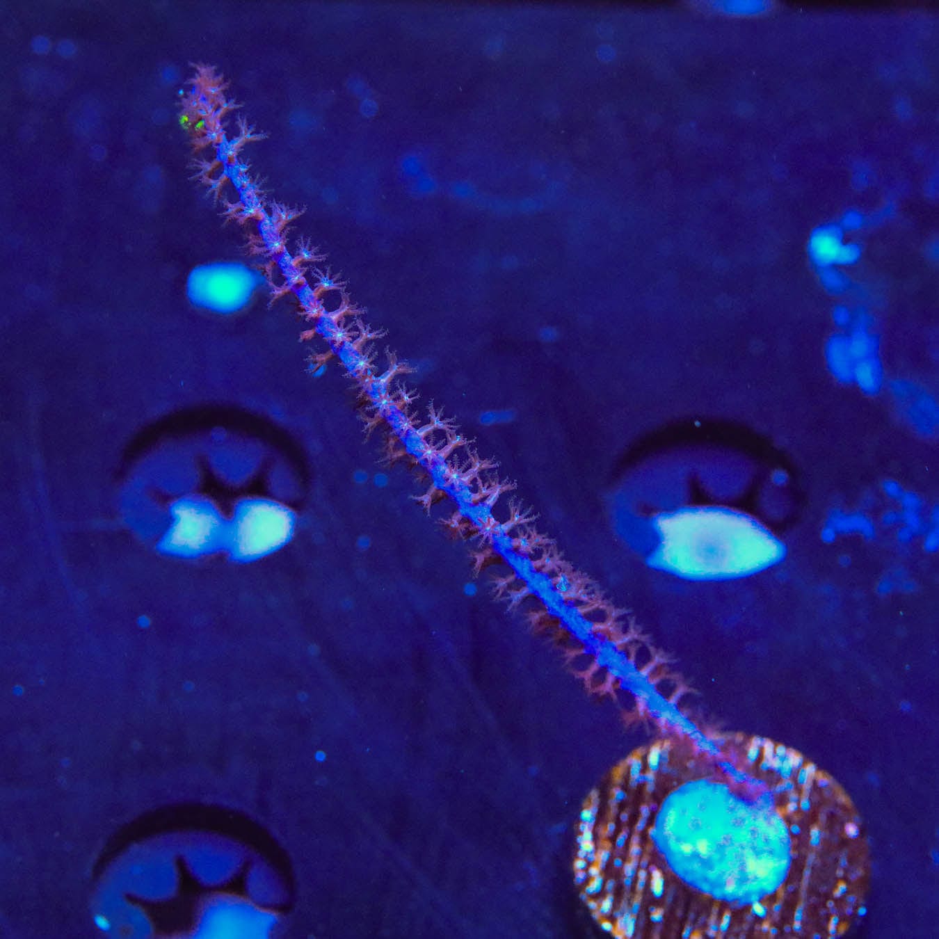 Pterogorgia citrina